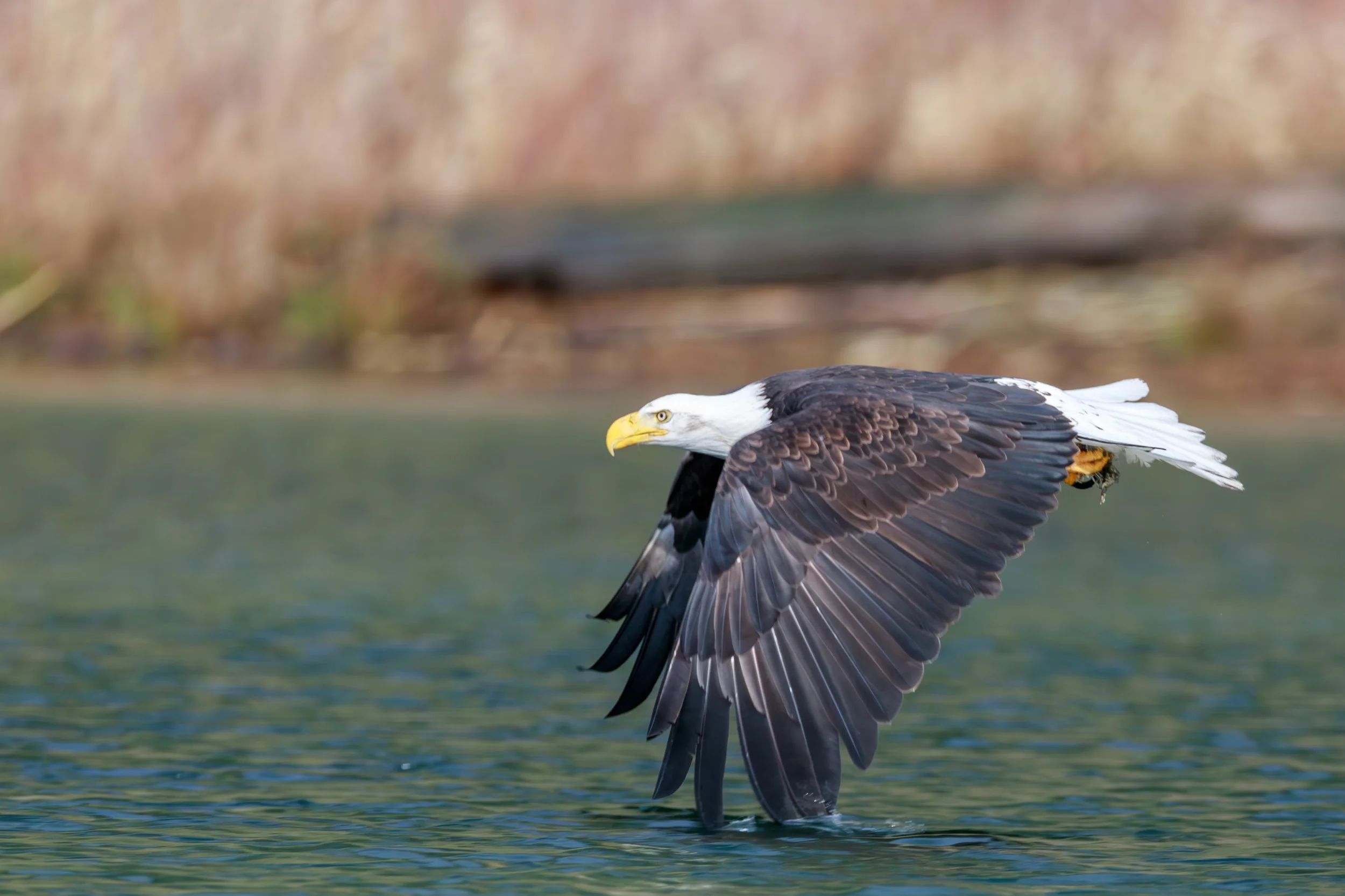 Skagit-1424-Enhanced-NR.jpg