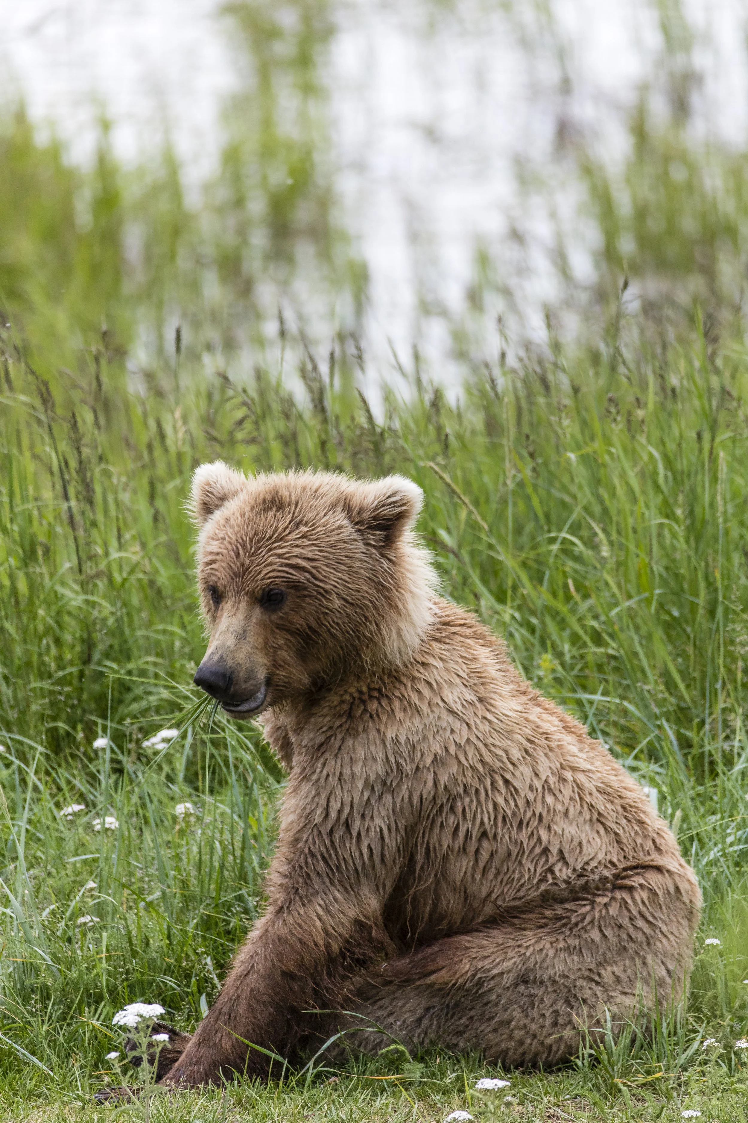 Bear-2468.jpg