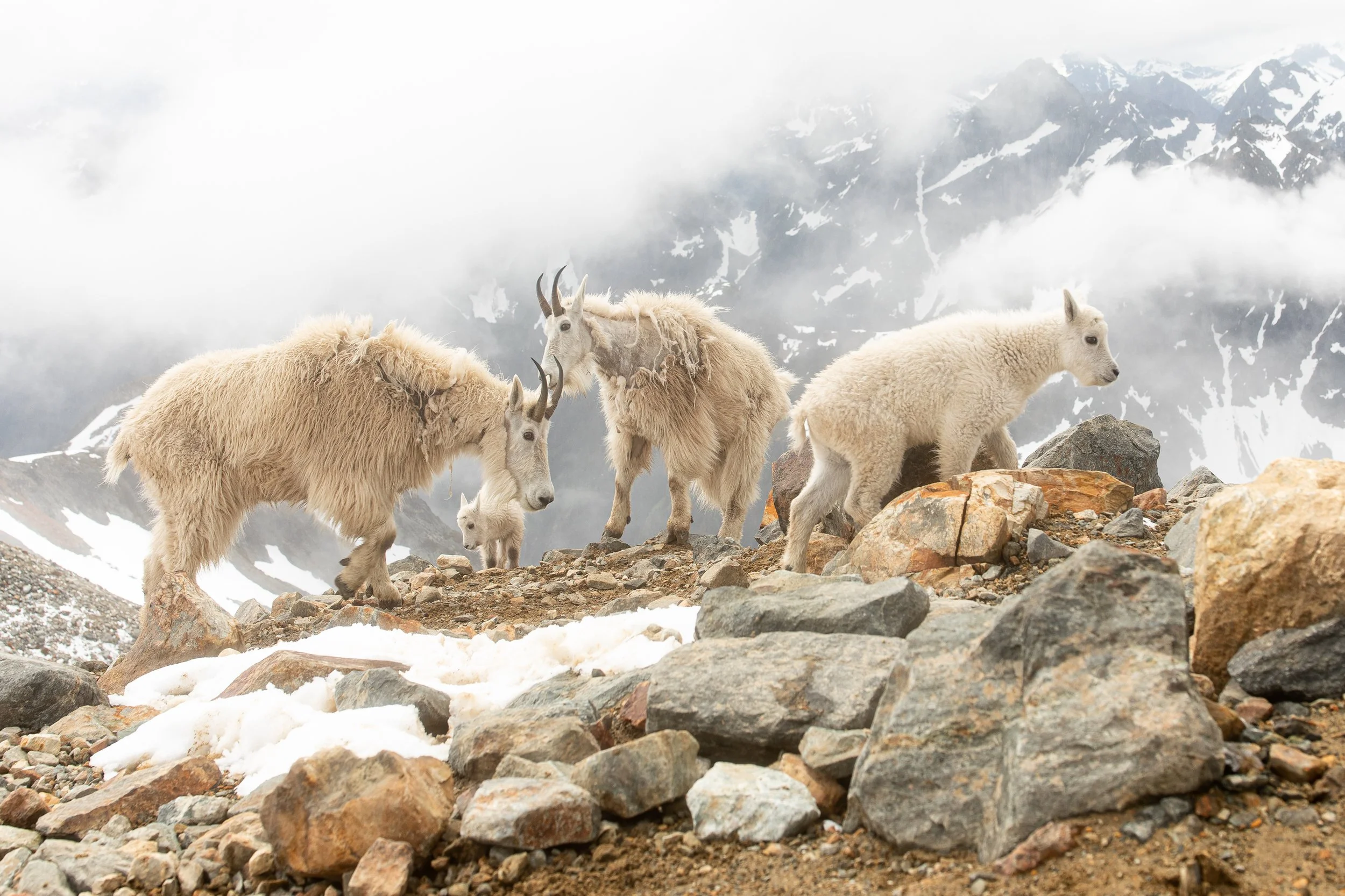 Goats - print.jpg
