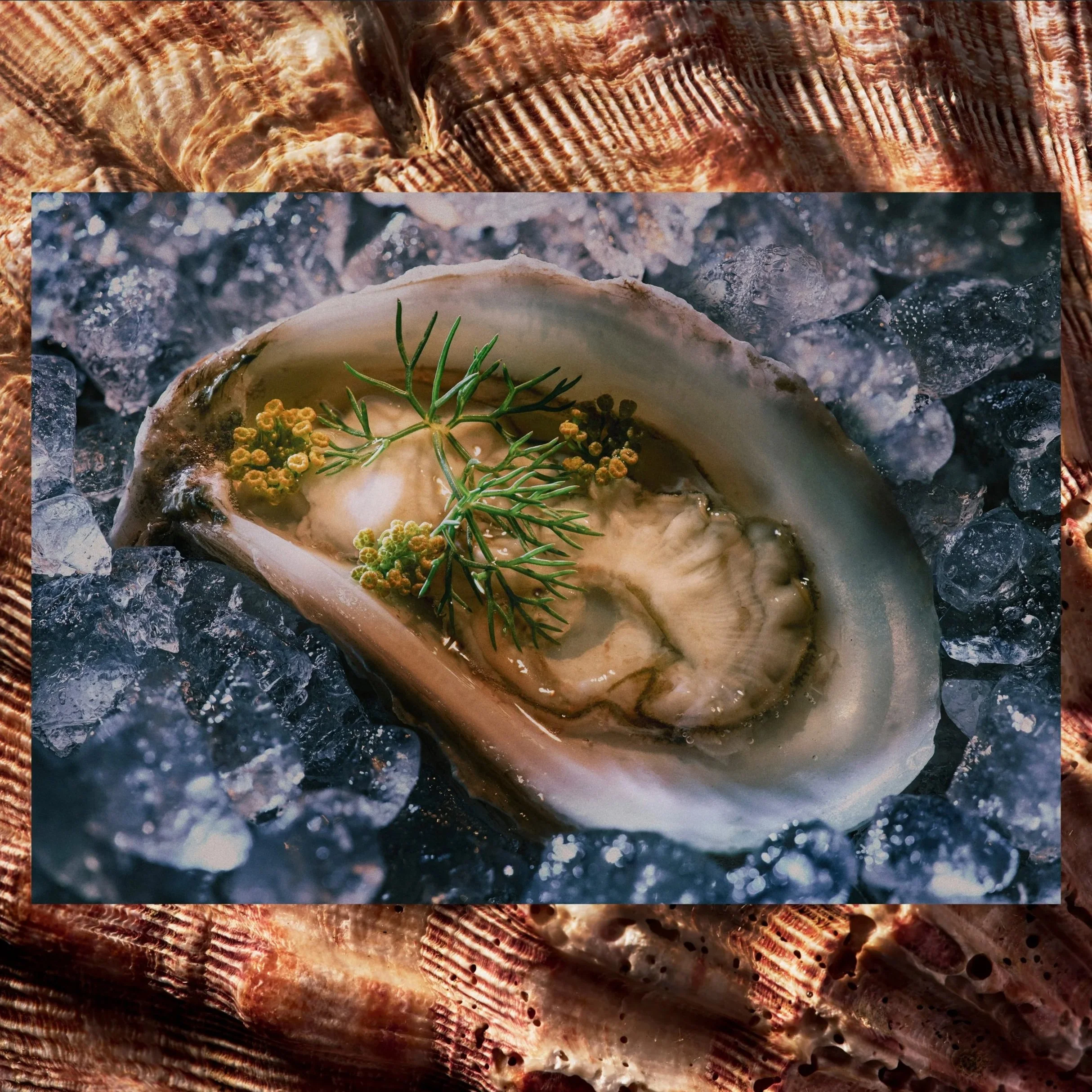Shell_and_Oyster_2.jpg