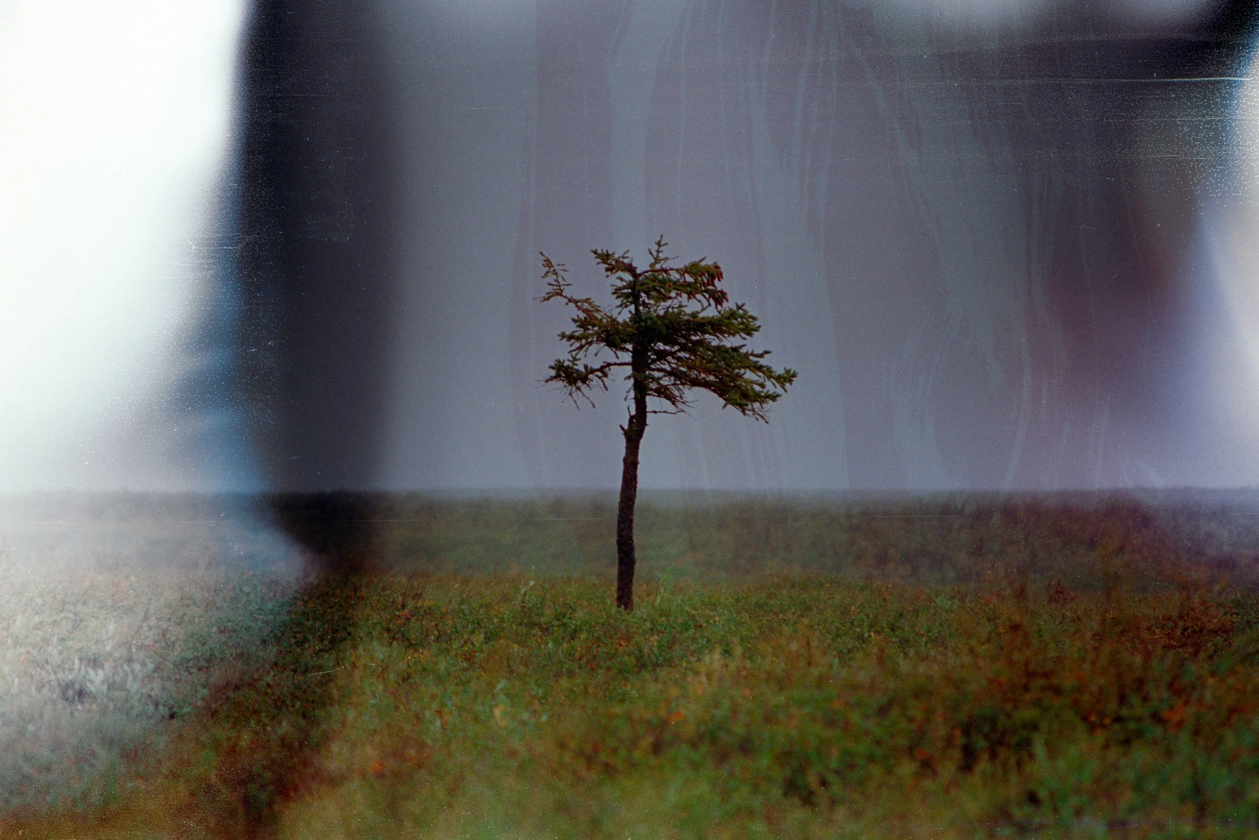 Last tree on the way up to Tuktoyaktuk