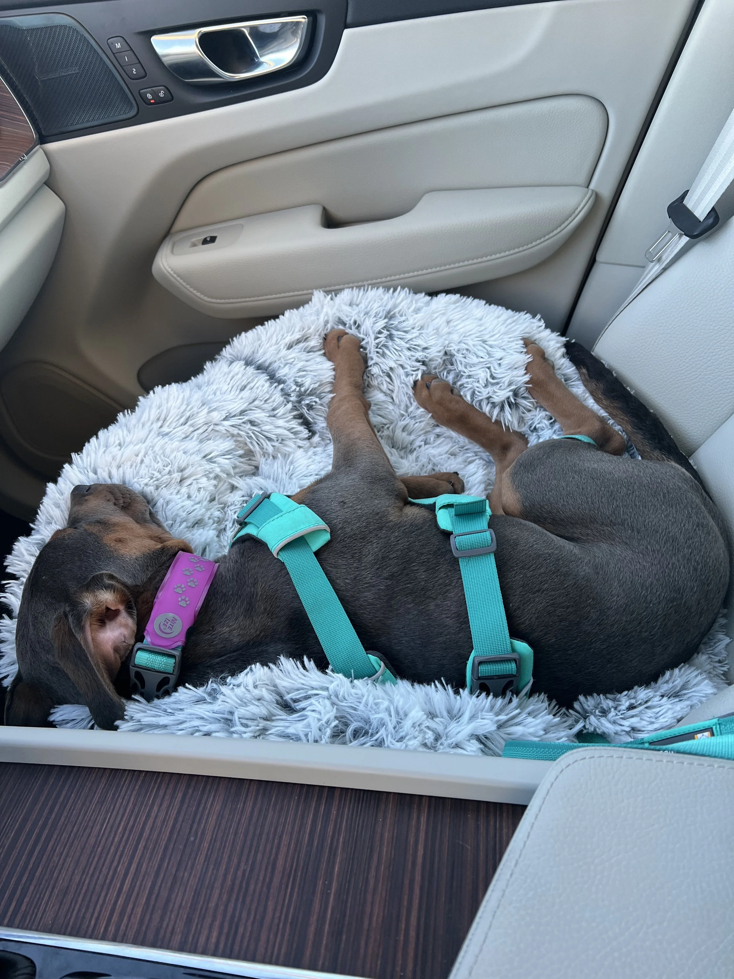 Blue-gray rescue puppy sleeping in a fluffy car bed on her Valentine’s Day gotcha ride home.