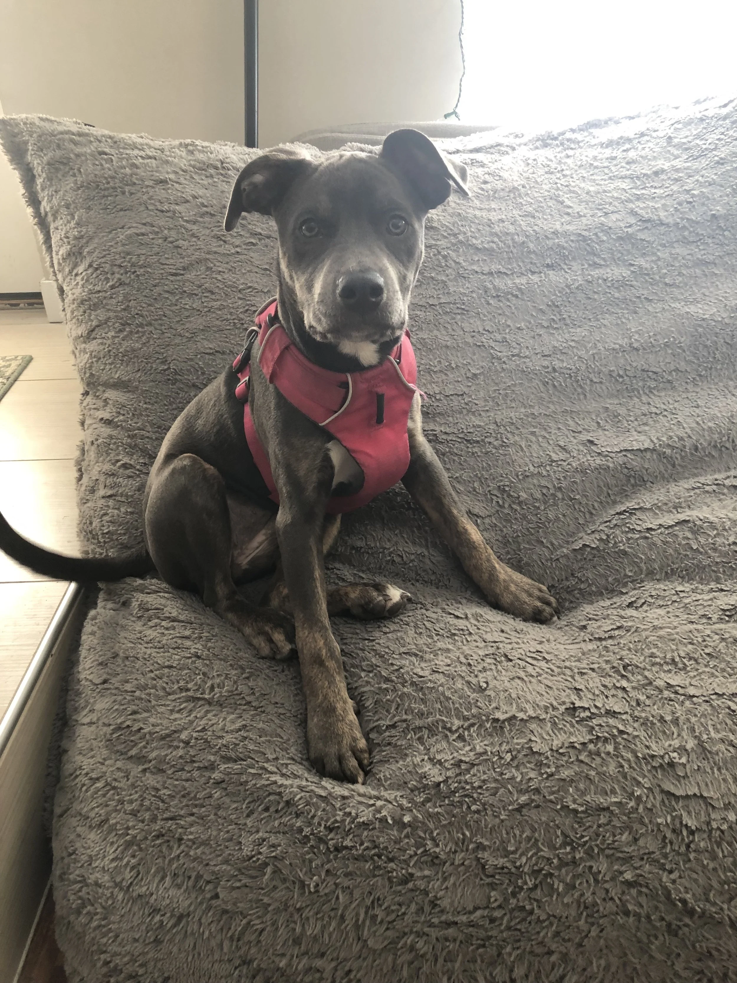 Aurora the blue pitbull sitting on a gray couch wearing a pink harness, looking calmly at the camera on her Gotcha Day tribute blog.