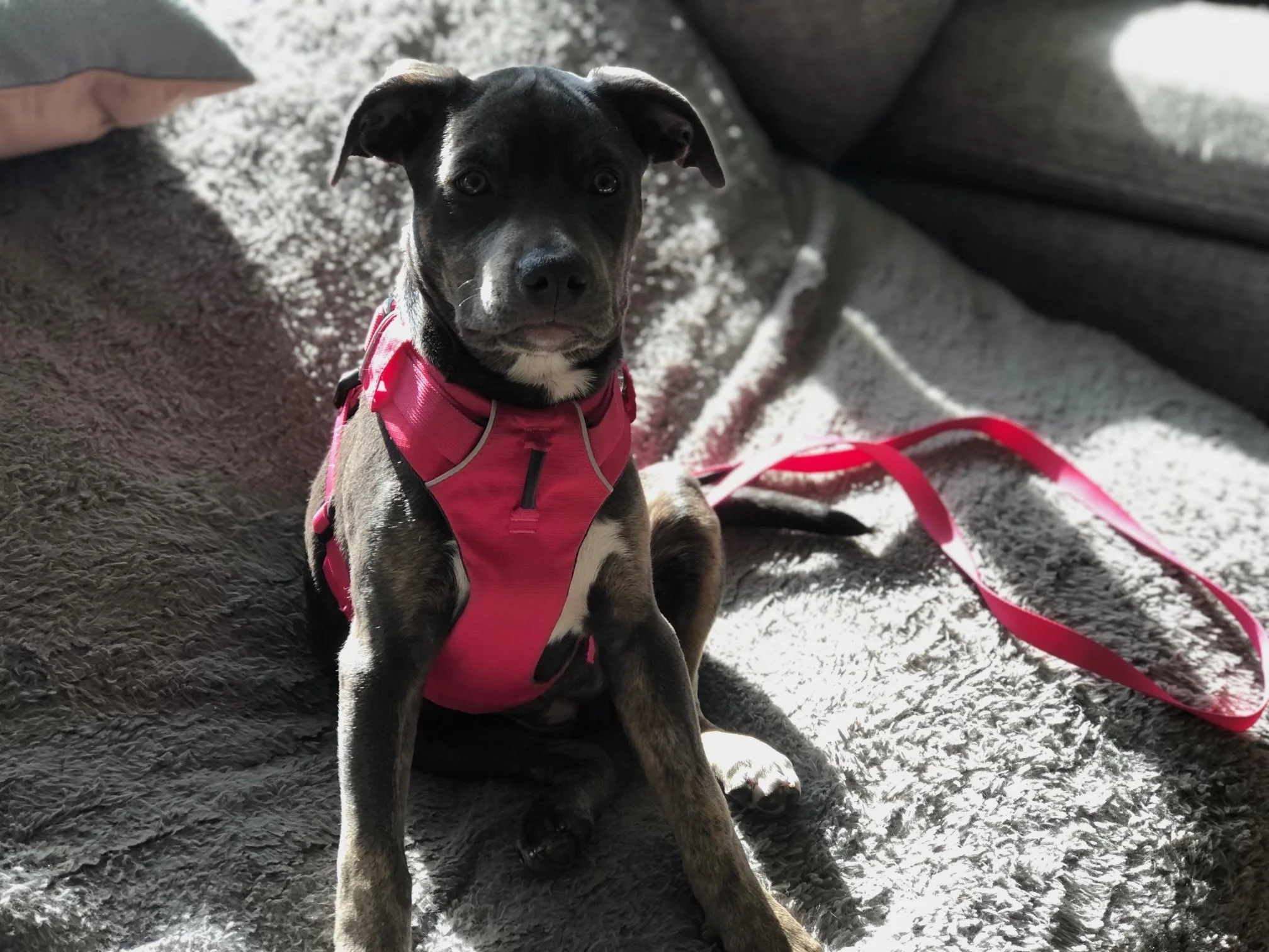 Aurora the blue pitbull wearing a pink harness sitting in sunlight on a couch, a peaceful moment captured before her Gotcha Day remembrance.