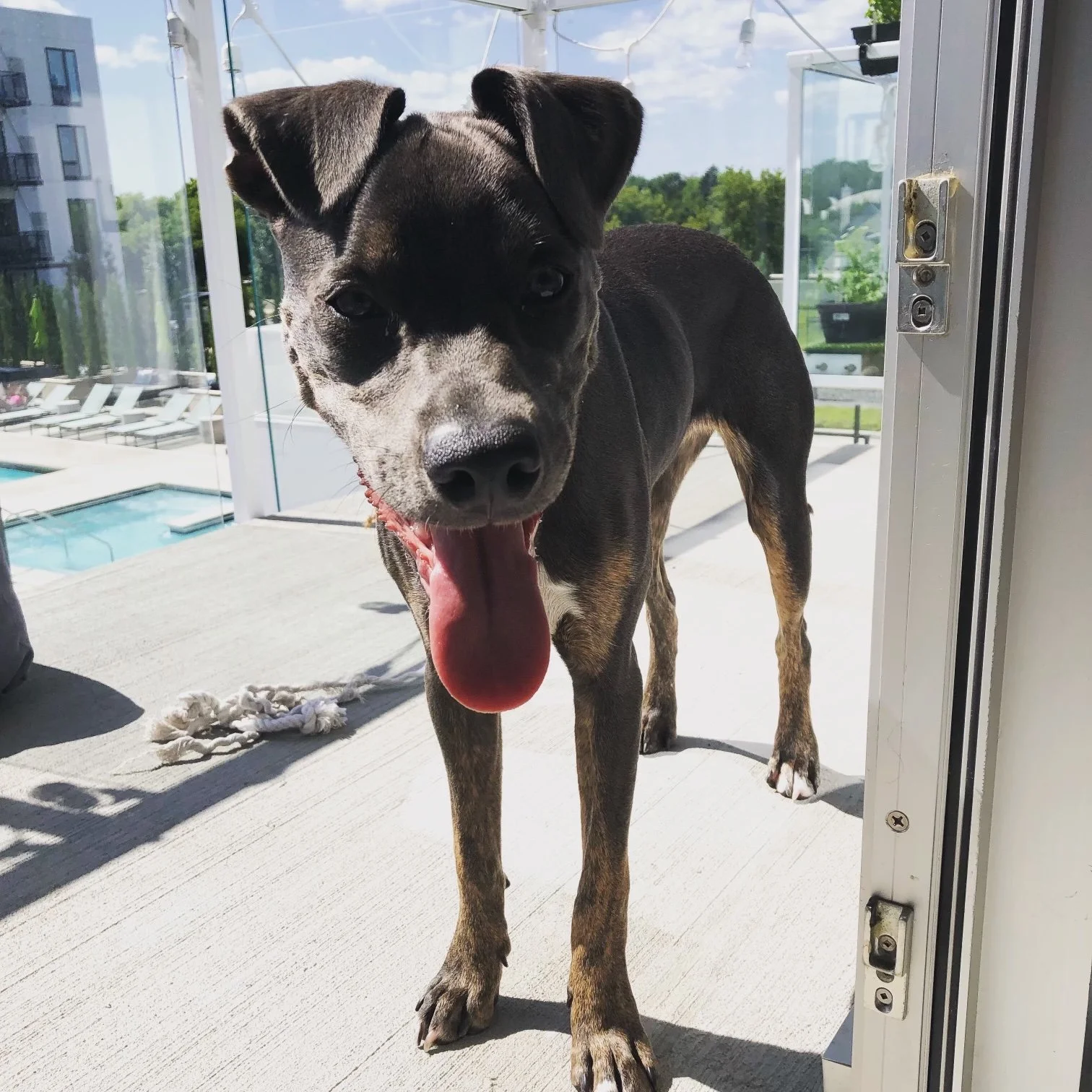 Aurora the blue pitbull standing on a balcony with her tongue out, showing her playful personality on a sunny day.
