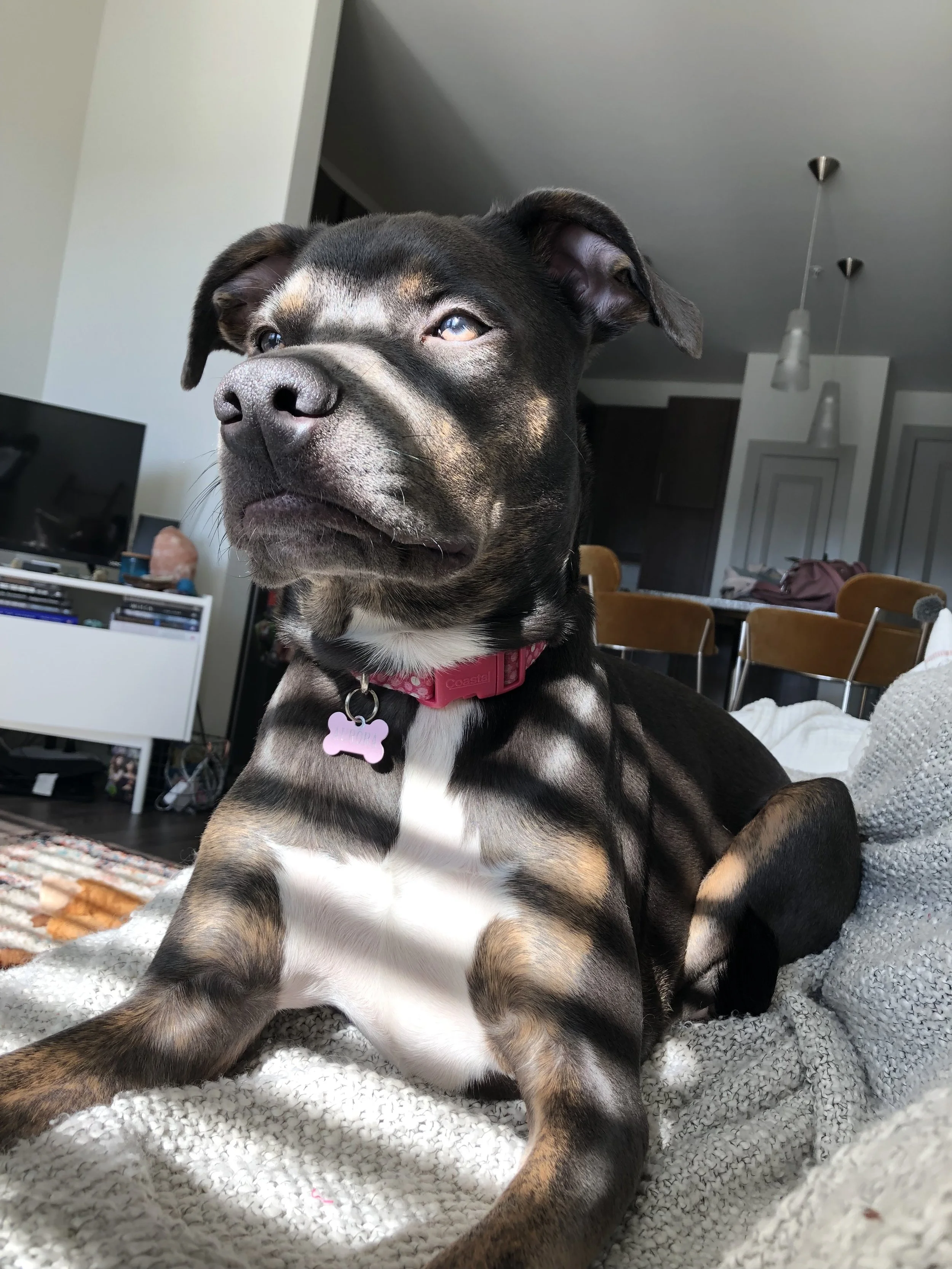 Aurora the blue pitbull resting in sunlight on a couch indoors, showing the peaceful presence remembered in her Gotcha Day tribute.