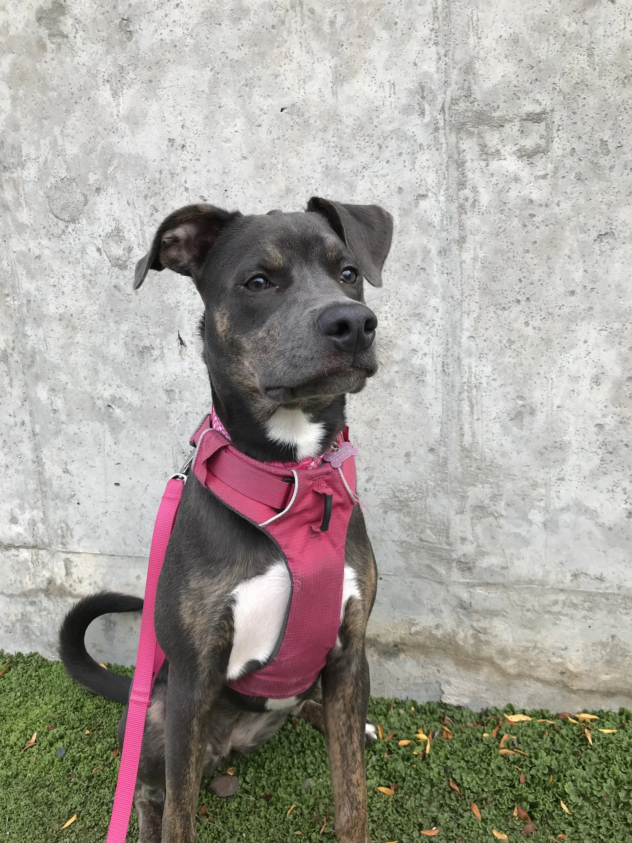 Aurora the blue pitbull sitting attentively in a pink harness outdoors, a calm portrait of the beloved soul dog remembered on her Gotcha Day.