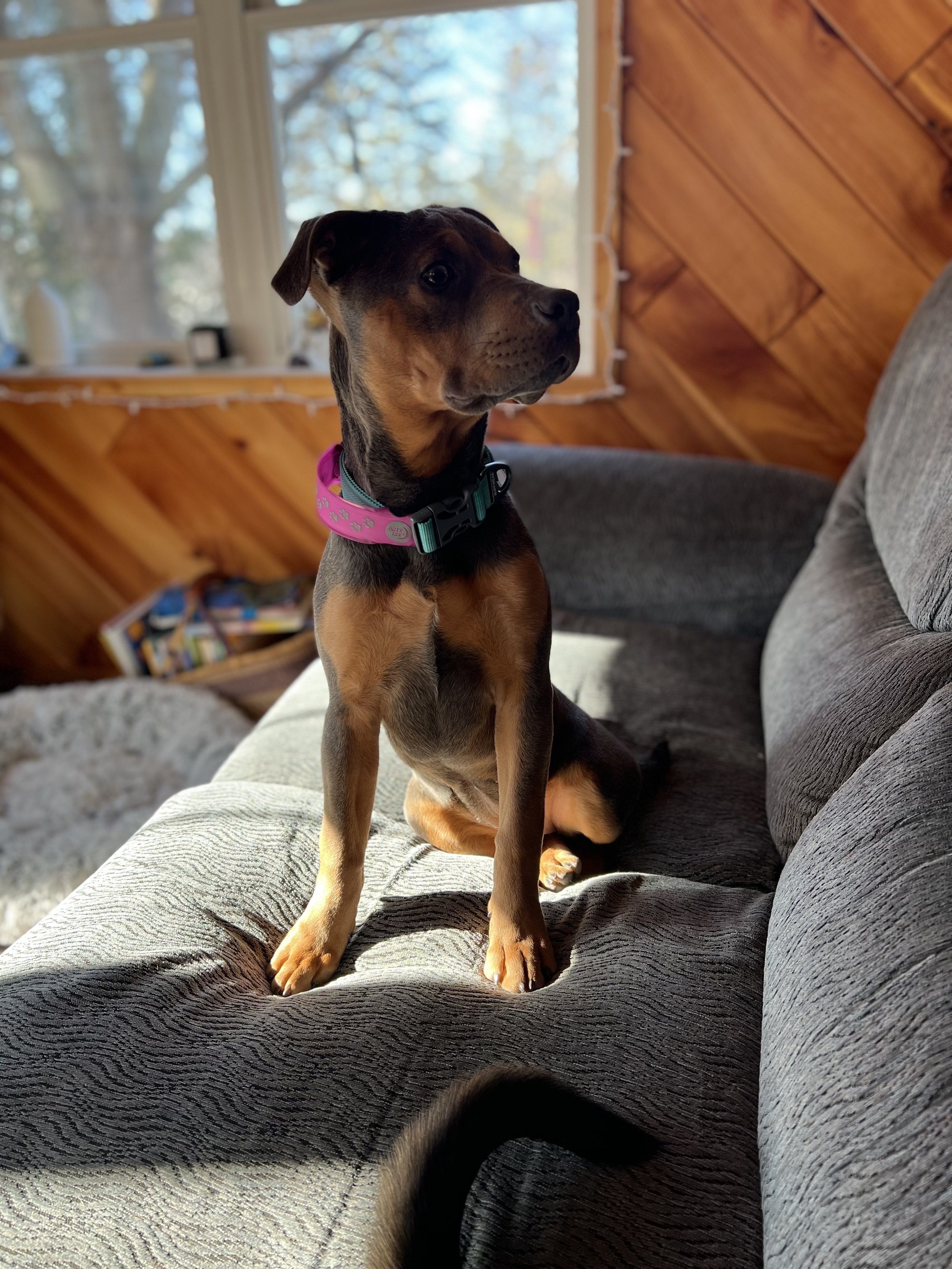 Blue-gray puppy sitting on a couch in warm sunlight at a cozy country .