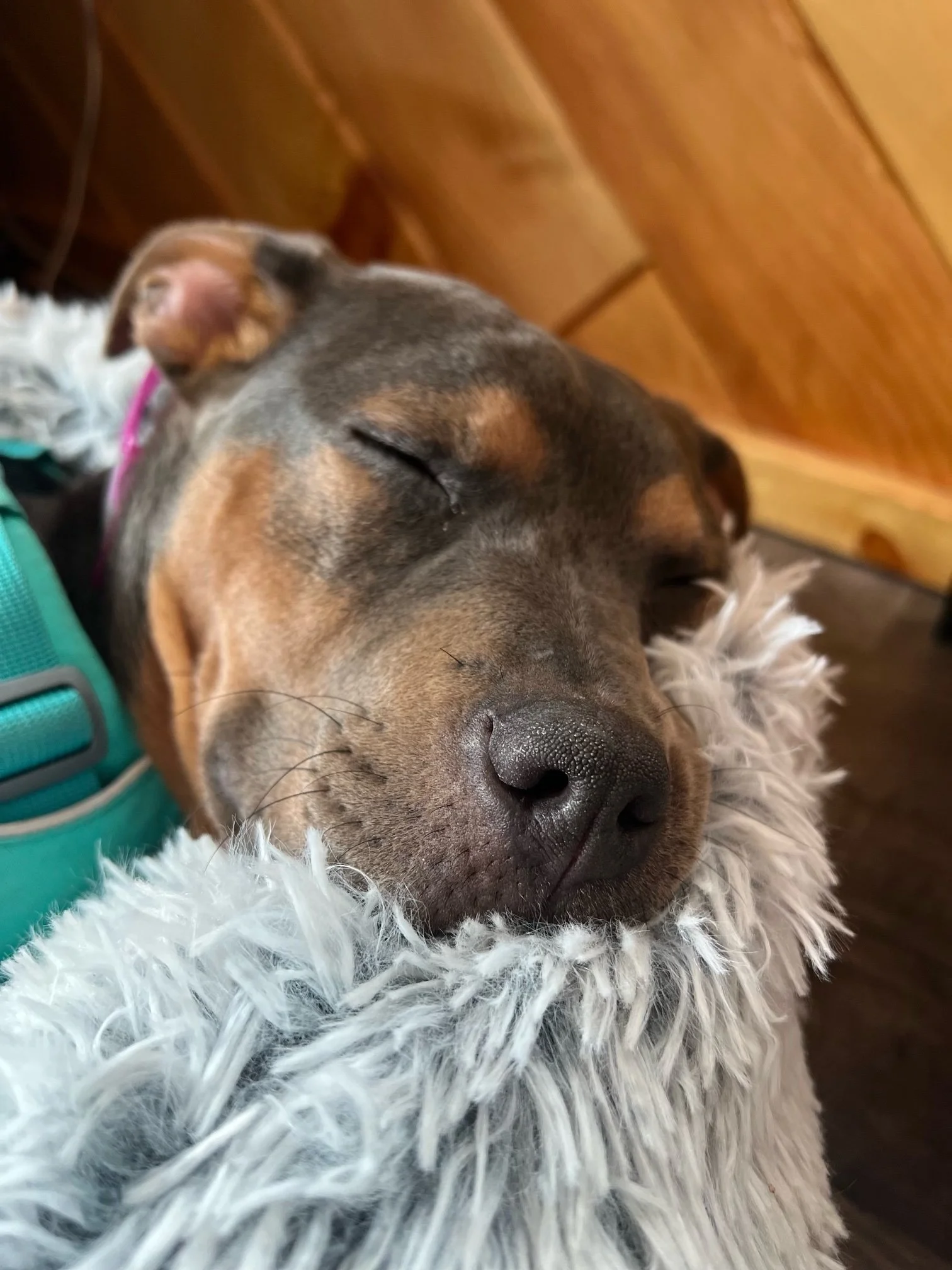 Close-up of a blue pit bull mix sleeping peacefully in her soft fluffy dog bed.