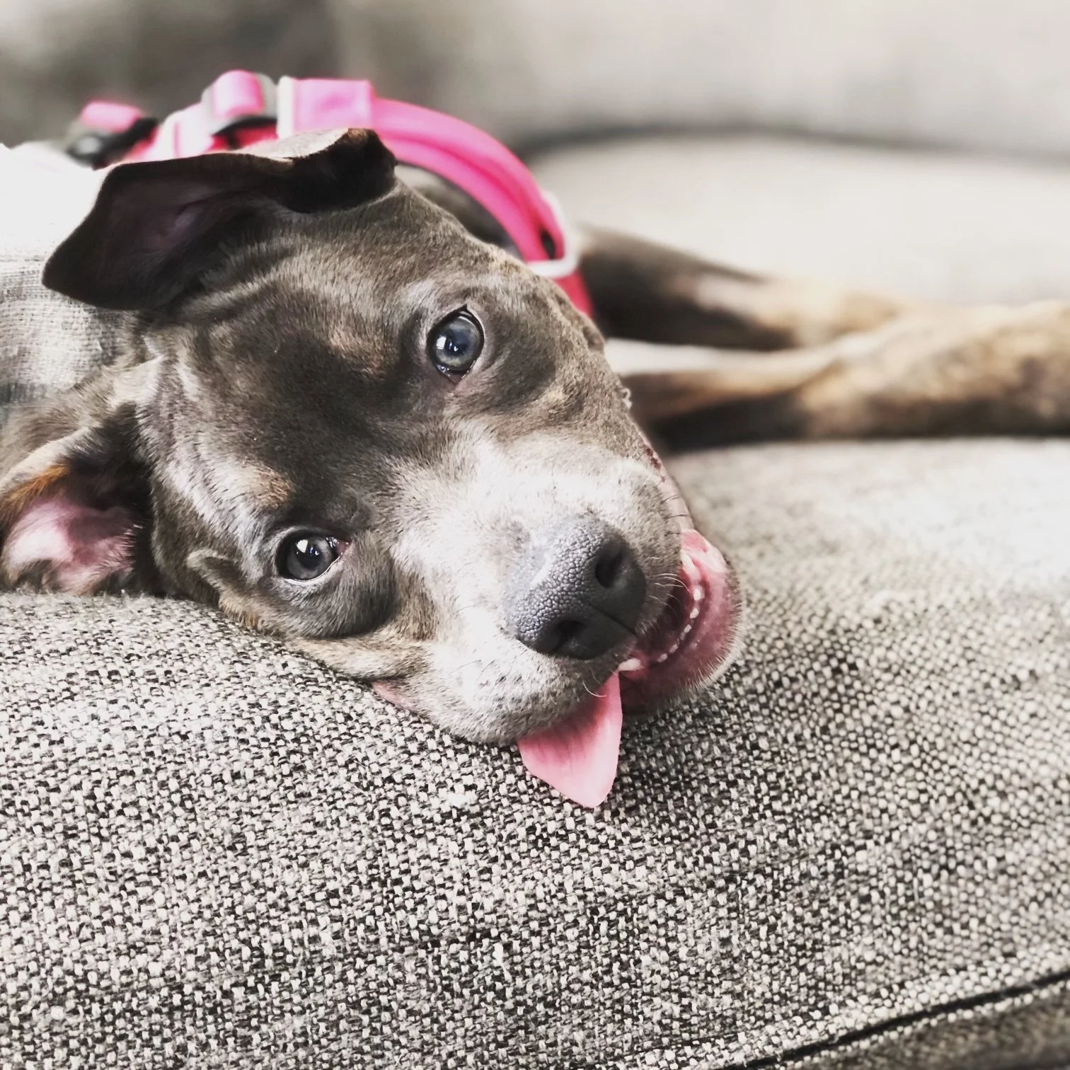 Aurora the blue pitbull resting on a couch with her tongue out, showing her playful personality in a photo remembered for her Gotcha Day.