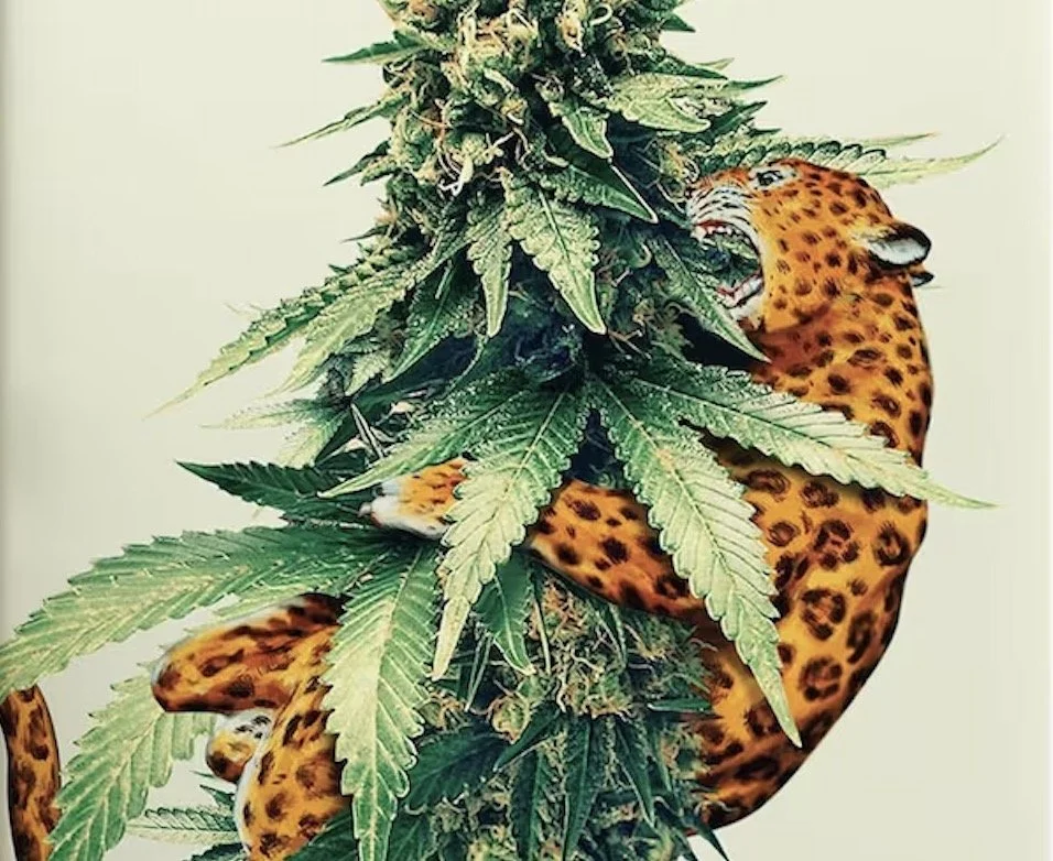 Not All “Diamond-Infused” Flower is Created Equal—Why Silly Nice Stands Above the Rest