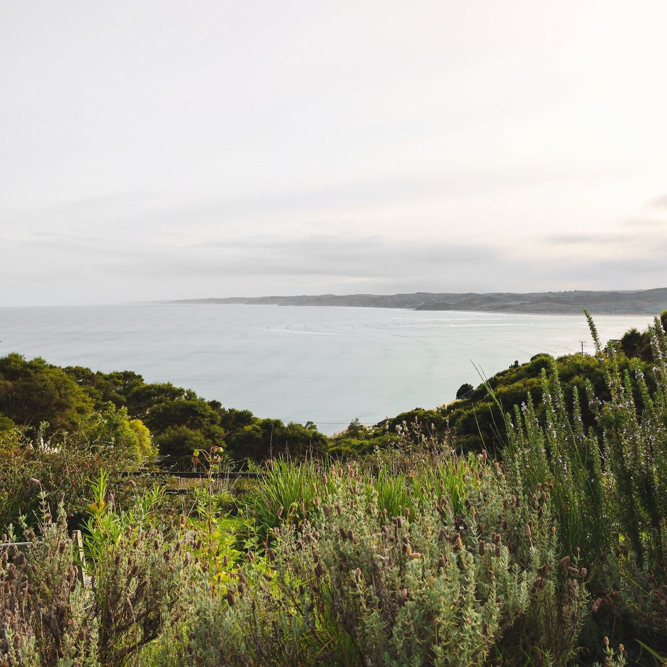 Raglan 🌿 
.
.

#Lomboklsocialmediamanager #socialmediamanager #smallbusinessnz #graphicdesign #aucklandsocialmediamanager #brandingnz #businessnz #branddesignernz #graphicdesignnz #photographernz #aucklandphotographer #nzphotographer #Lombokphotogra