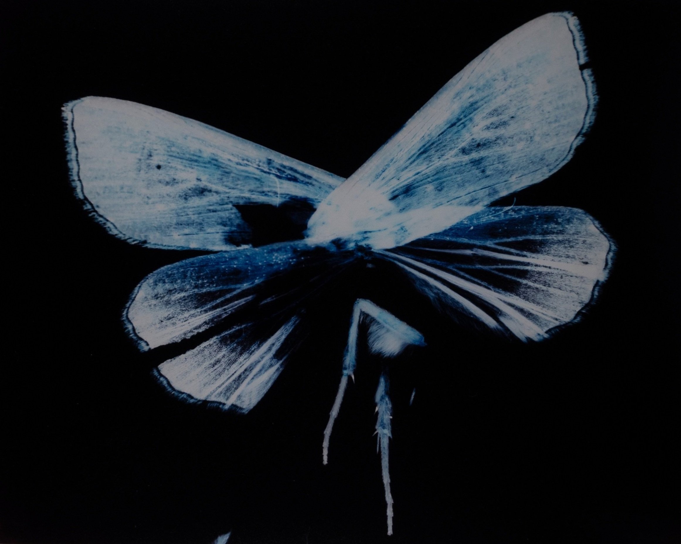 Night Dancer, 2023