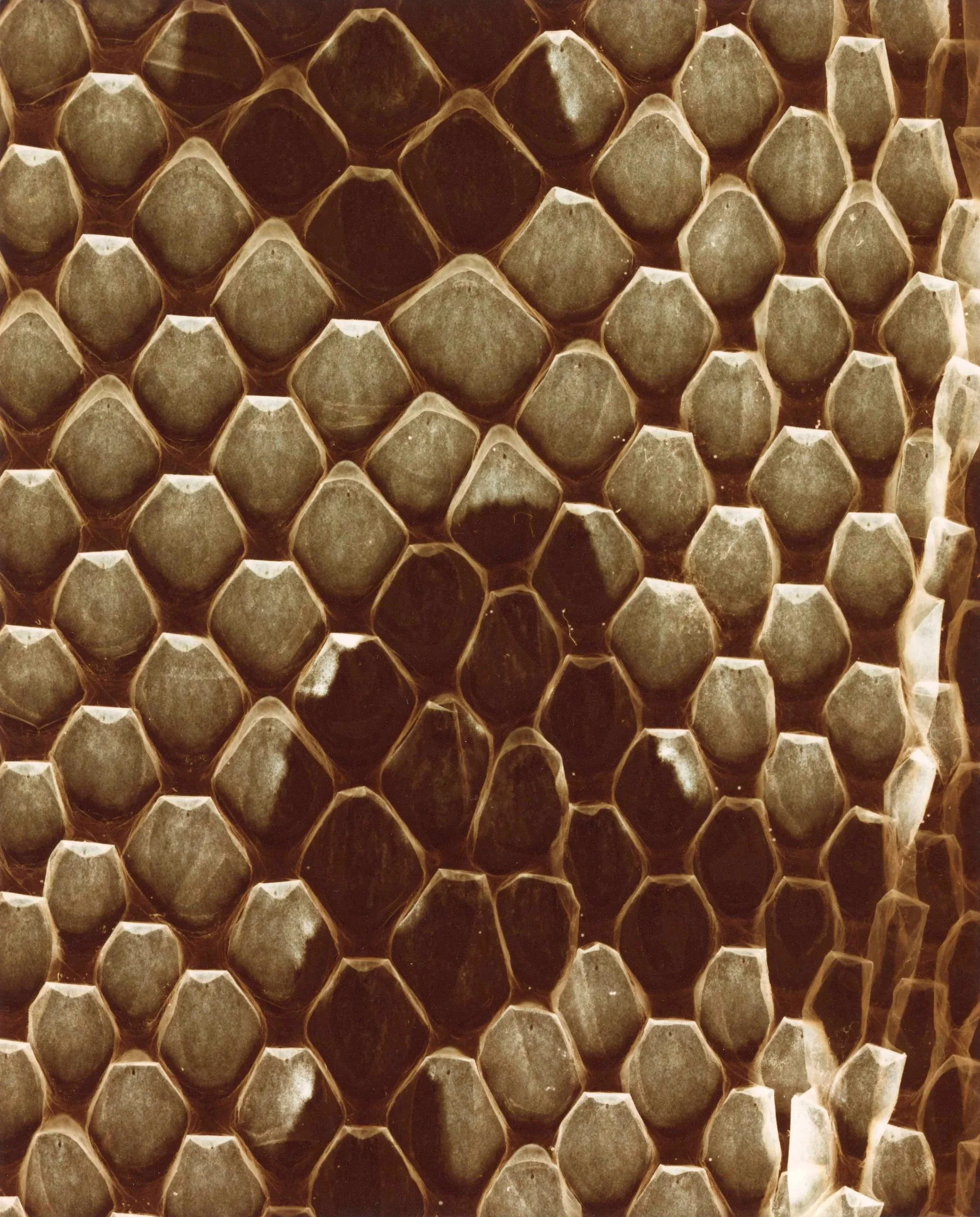 Segmented 2, 2023 "I nurture"