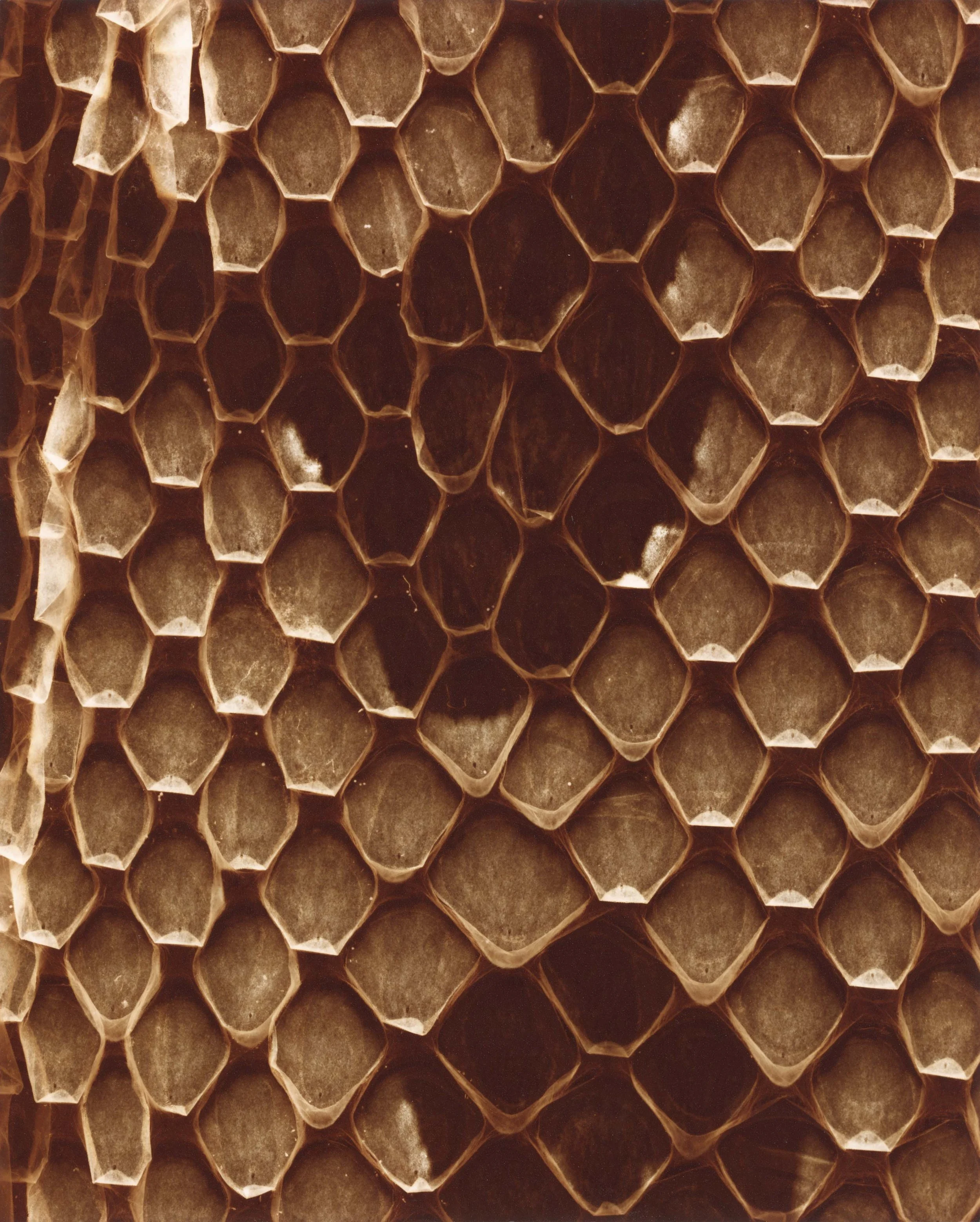 Segmented 1