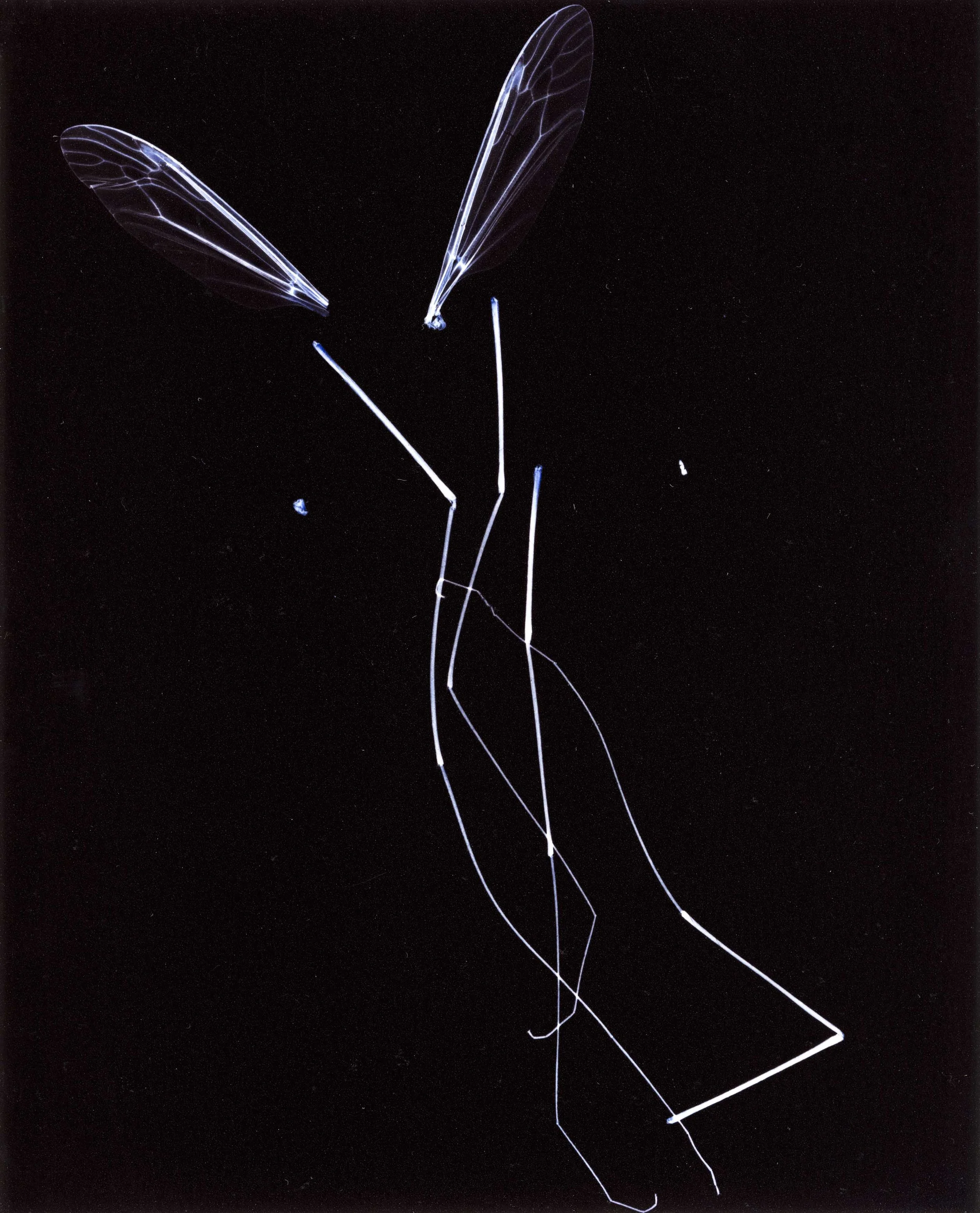 Entangled