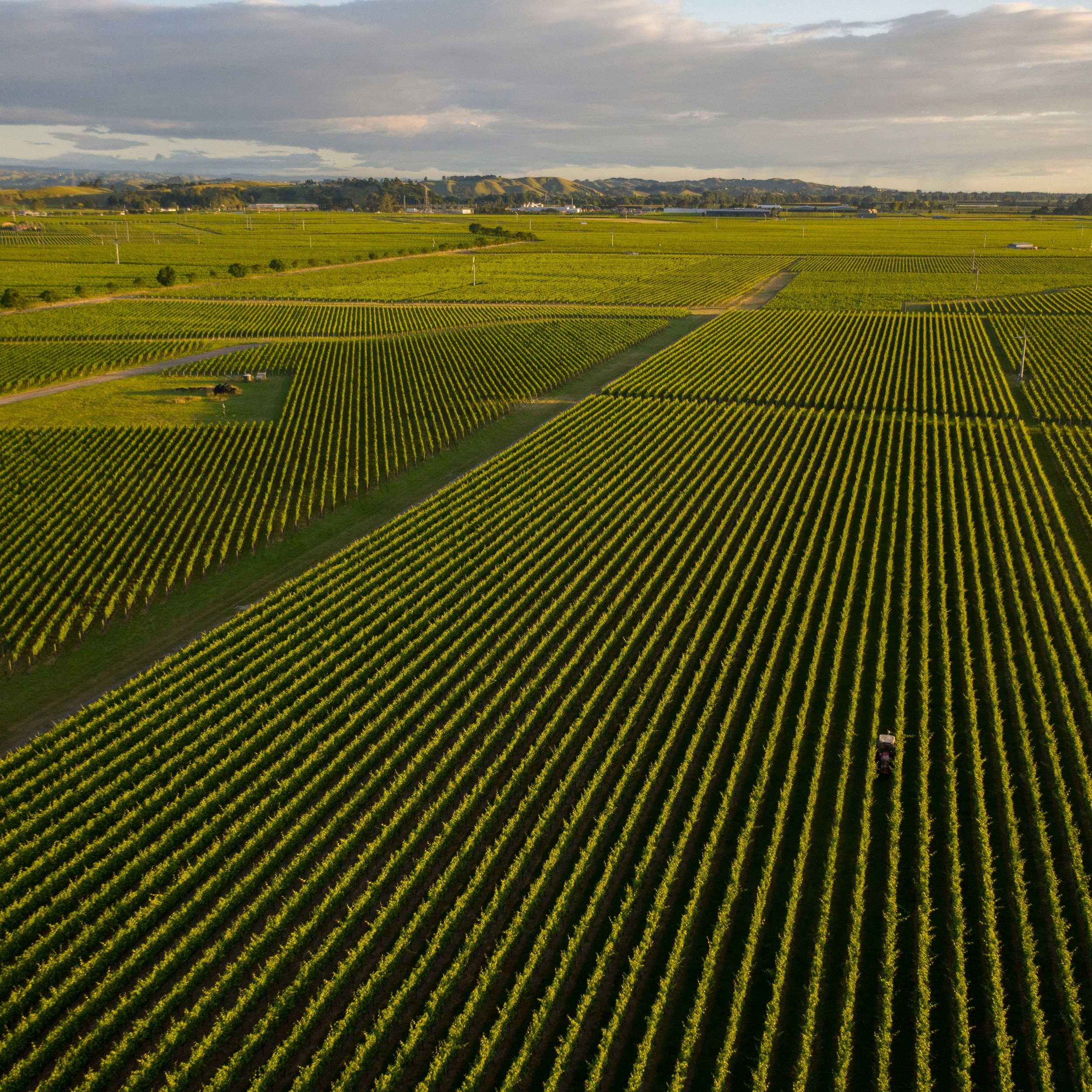 Aerial view of a large vineyard with rows of grapevines under a cloudy sky, featuring a tractor visible among the rows.