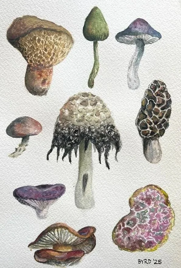 Mushrooms of 25 cbyrd.jpg