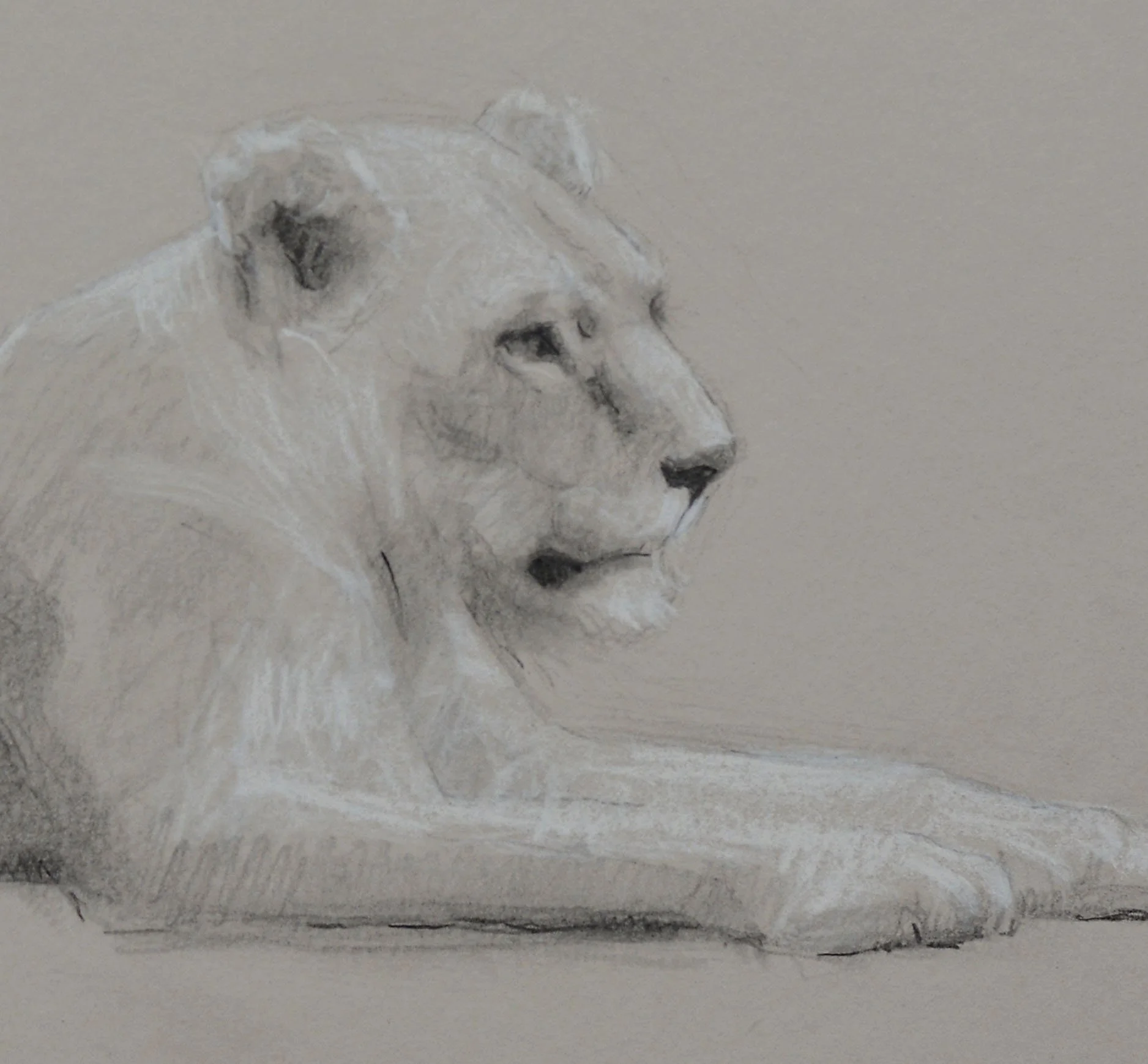 webcuLioness.jpg