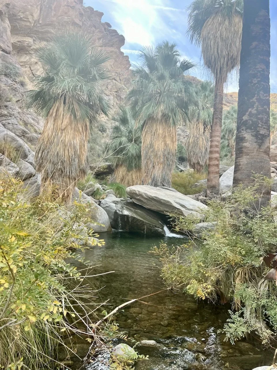Andreas Canyon and Murray Canton Trail are hiking options near The Desert Shack where you'll find an desert oasis