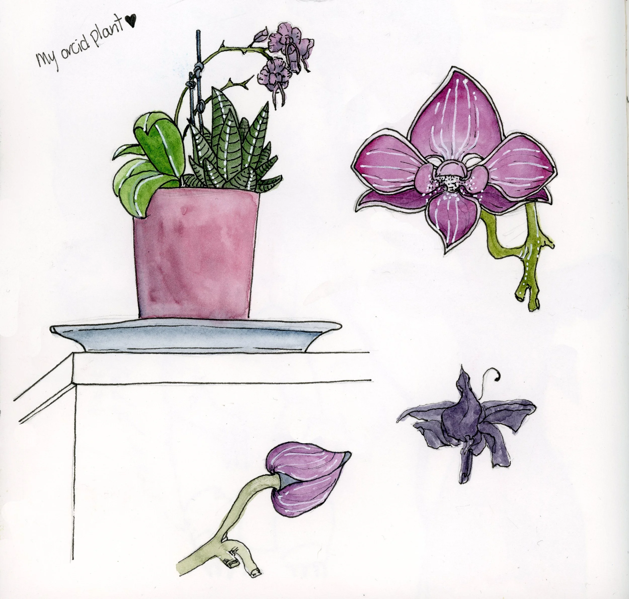 MFA_Sketchbook_1_orcid.jpg