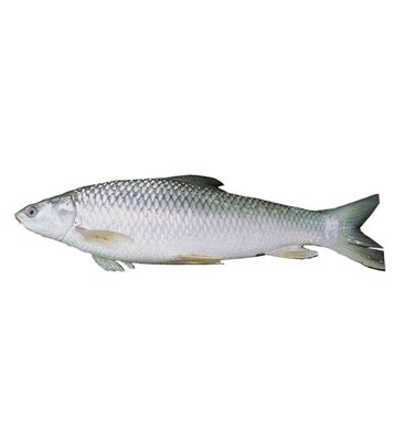 Mrigel (3kg up) (lb)