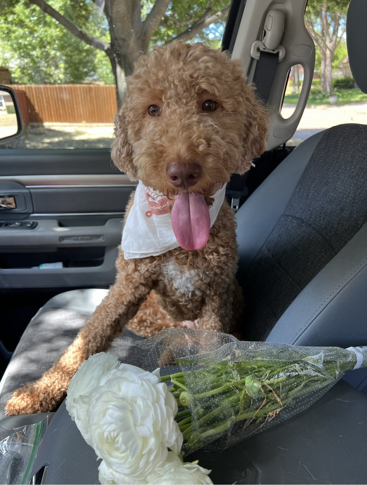 Brown curly-haired dog with a bandana sitting in a car next to a bouquet of white flowers.