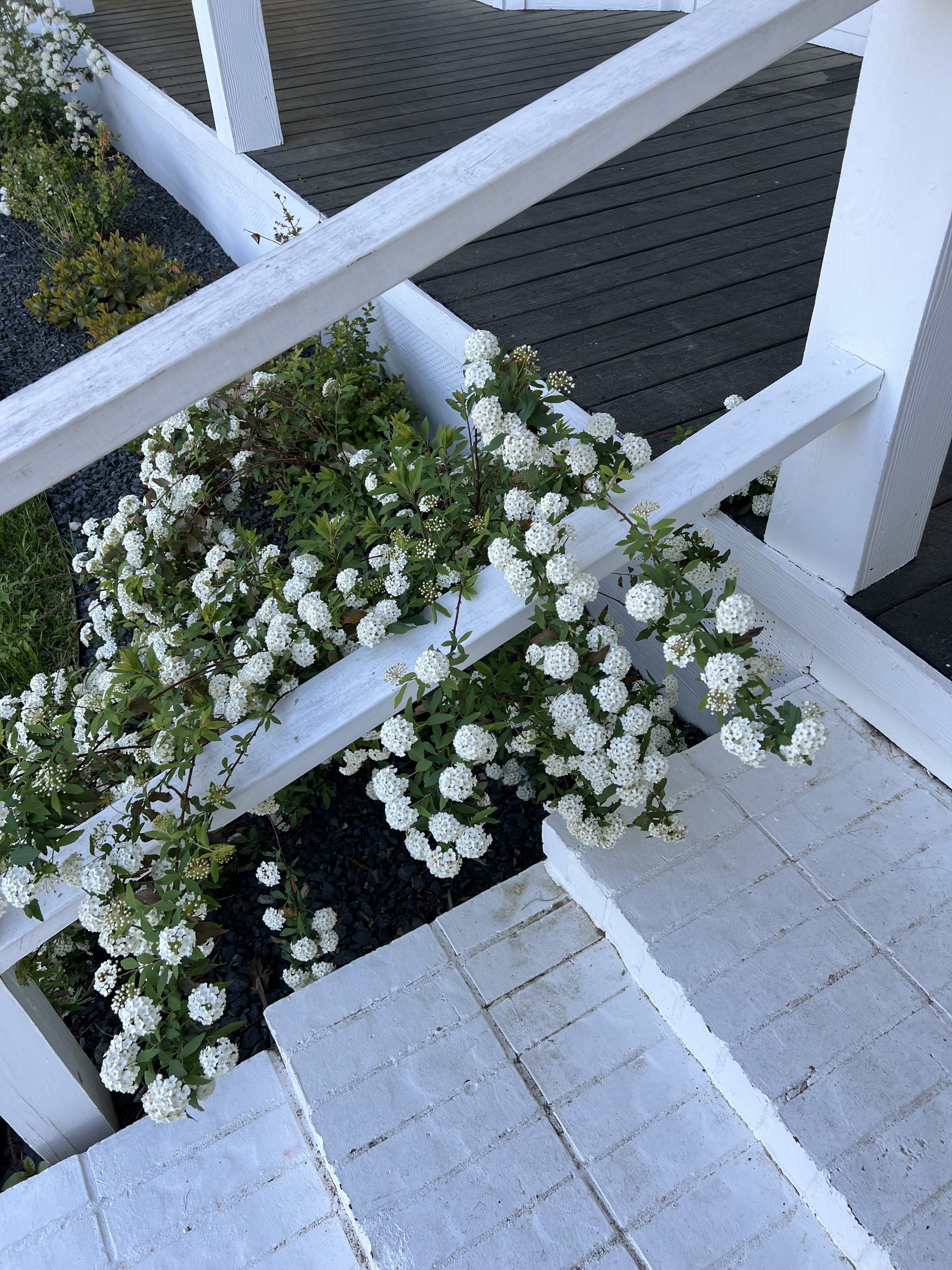 White flowers growing along a white wooden railing on white brick steps.