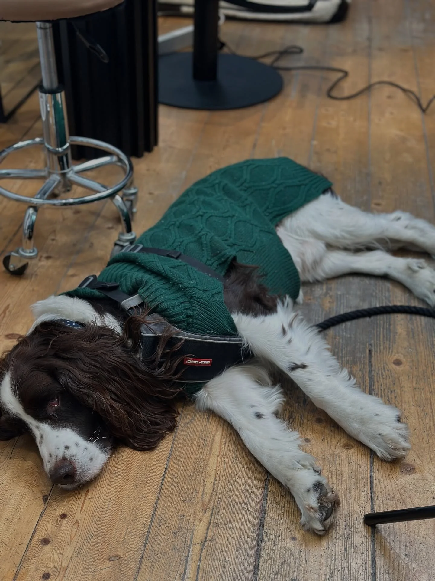 🐶My best client to date!🐶

Buddy was the goodest boy, and that&rsquo;s mainly because he has the best mums in @elkmua and @shoulderpadelaide 💜

Great shoot day with the team, including the cinematographic wizardry of @flickcine 🎥