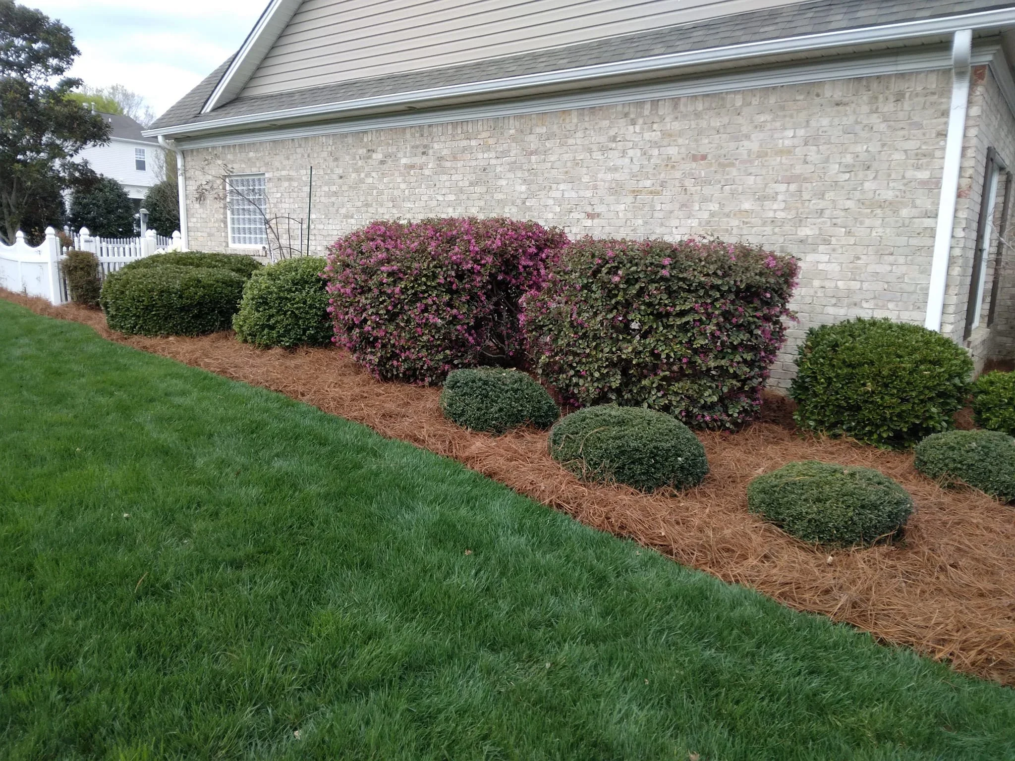 A landscaped garden bed with green bushes, pink flowering bushes, and pine straw mulch, adjacent to a brick house with white siding.