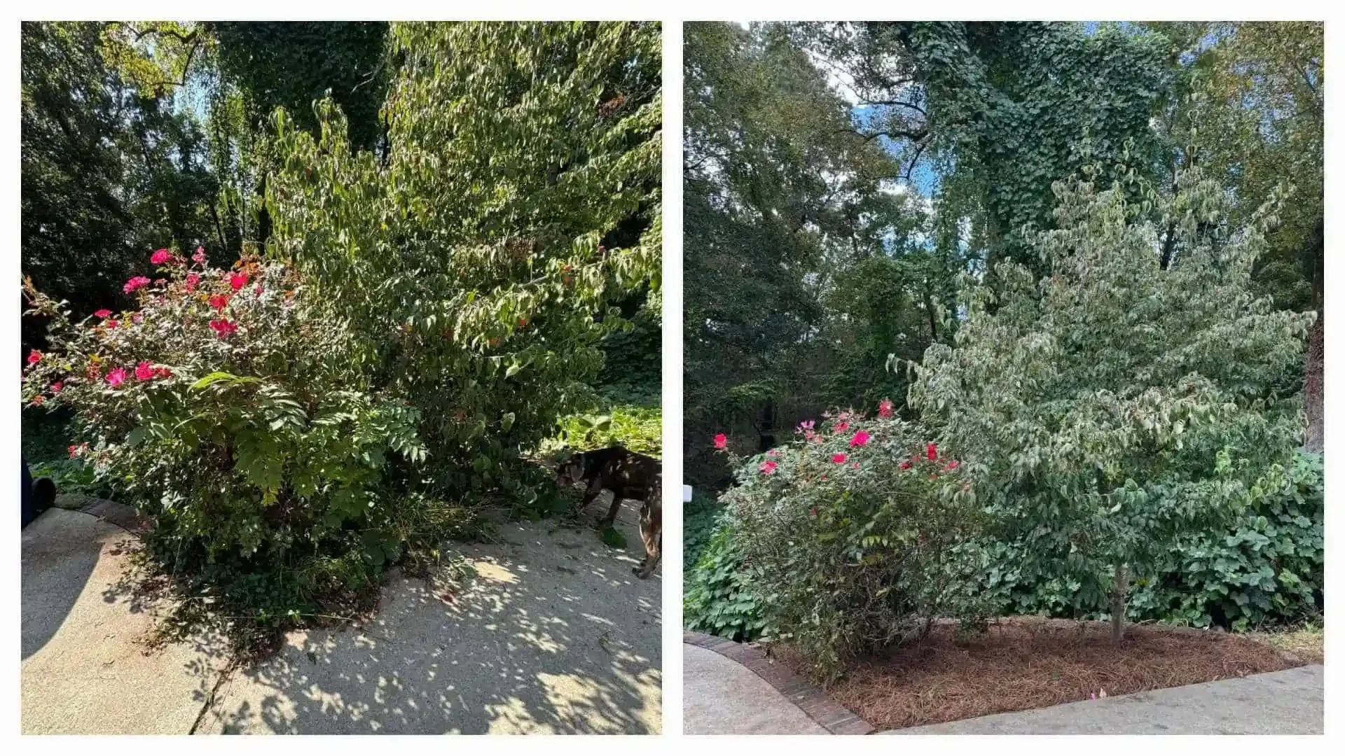 Before and after shrub trimming in Yadkinville NC. Overgrown garden bed restored with neat pruning and fresh pine needles.