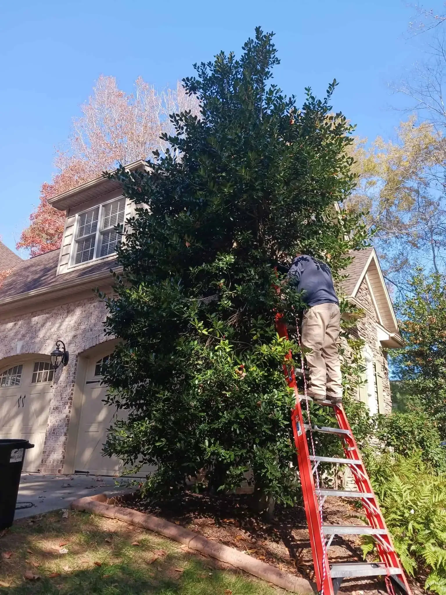 Professional tree care and tall shrub pruning in Mocksville NC. Landscaper on ladder trimming large residential holly tree.