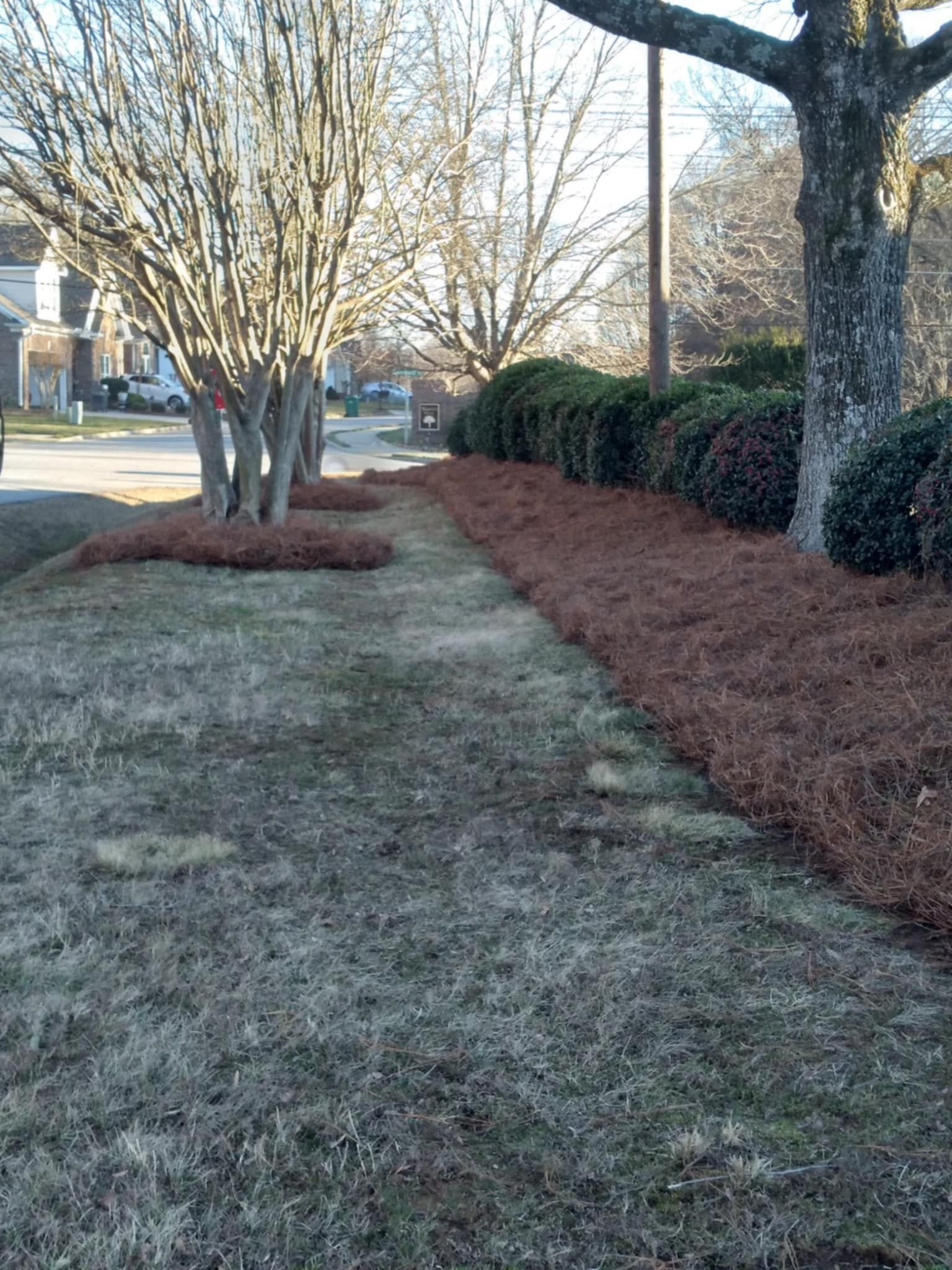 A sidewalk with brown mulch on the right and leafless trees and bushes on the left, in a residential neighborhood during winter.