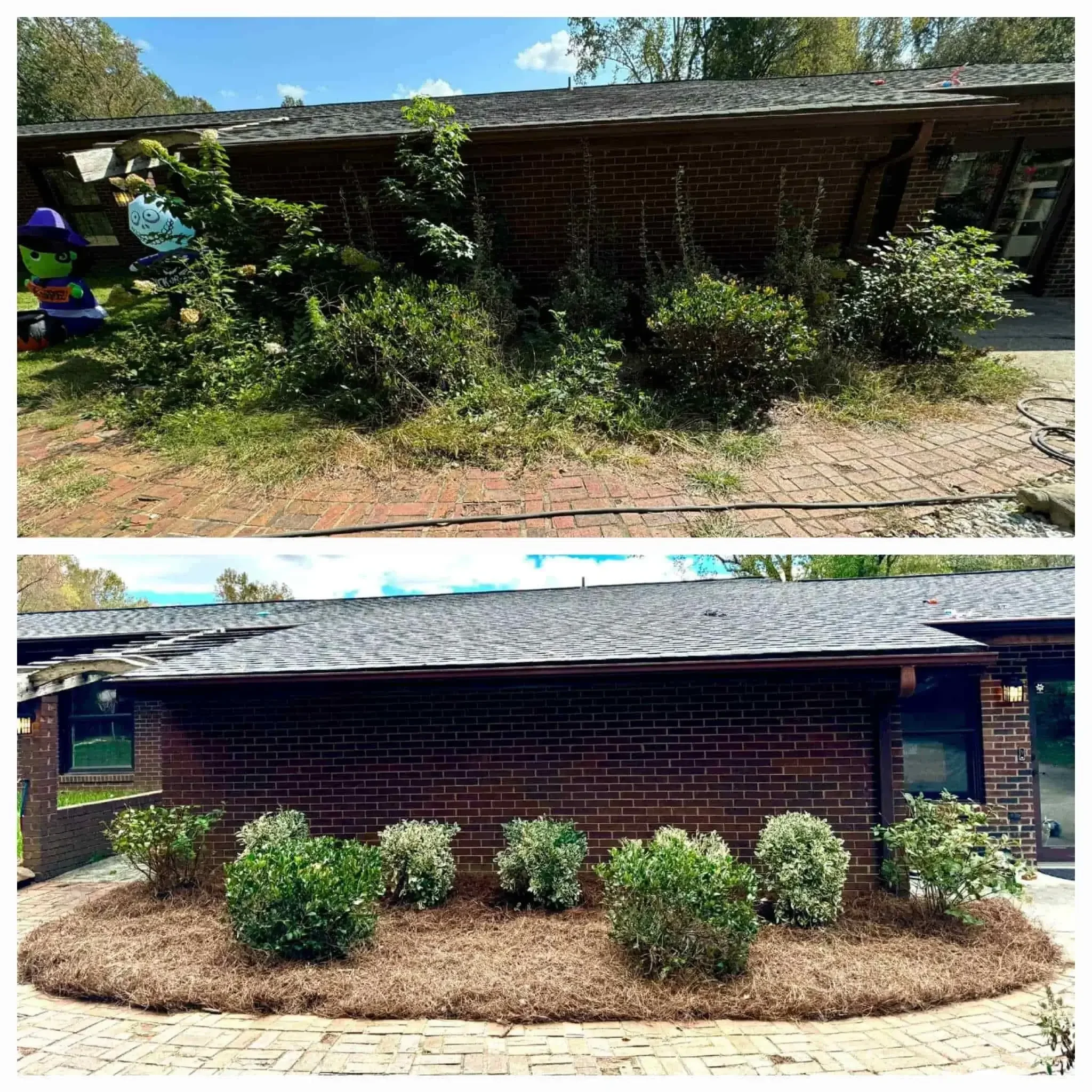 Complete yard clean-up and landscaping in Mocksville NC. Overgrown brick pathway cleared, pruned, and lined with mulch.