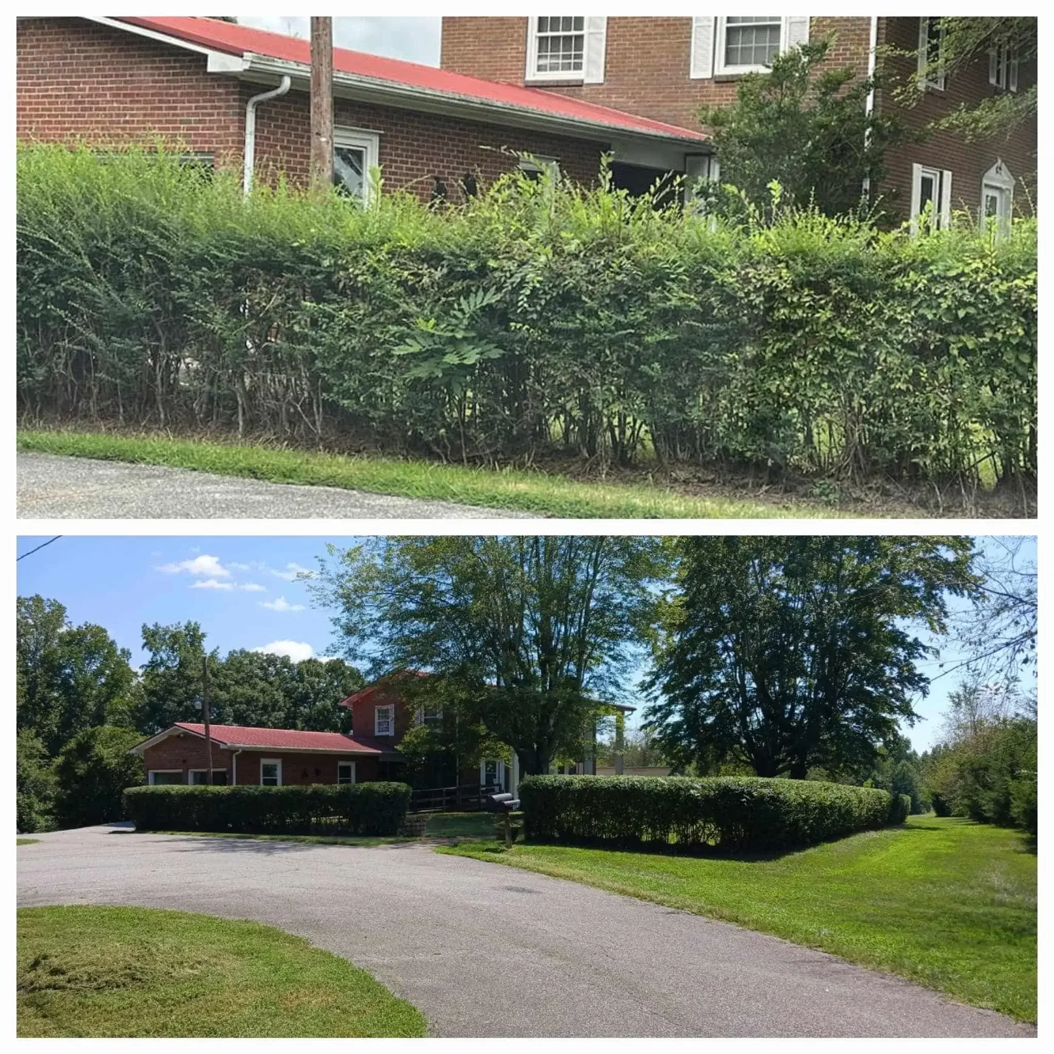 Expert hedge pruning services in Winston-Salem NC. Before and after showcasing an overgrown hedge trimmed to a neat box.