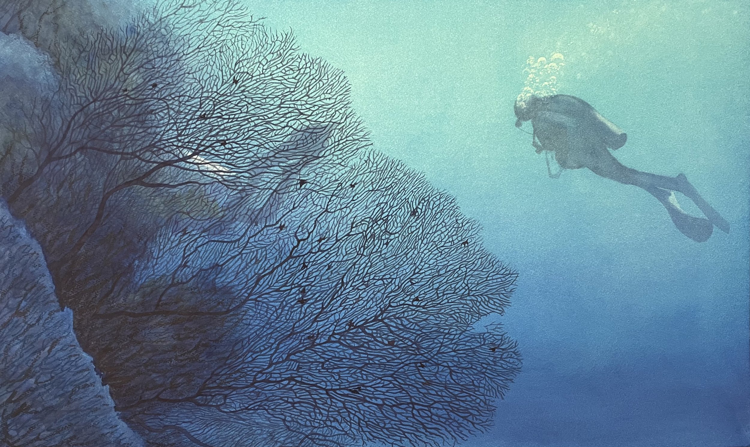 Gorgonia
50x83cm
Watercolour