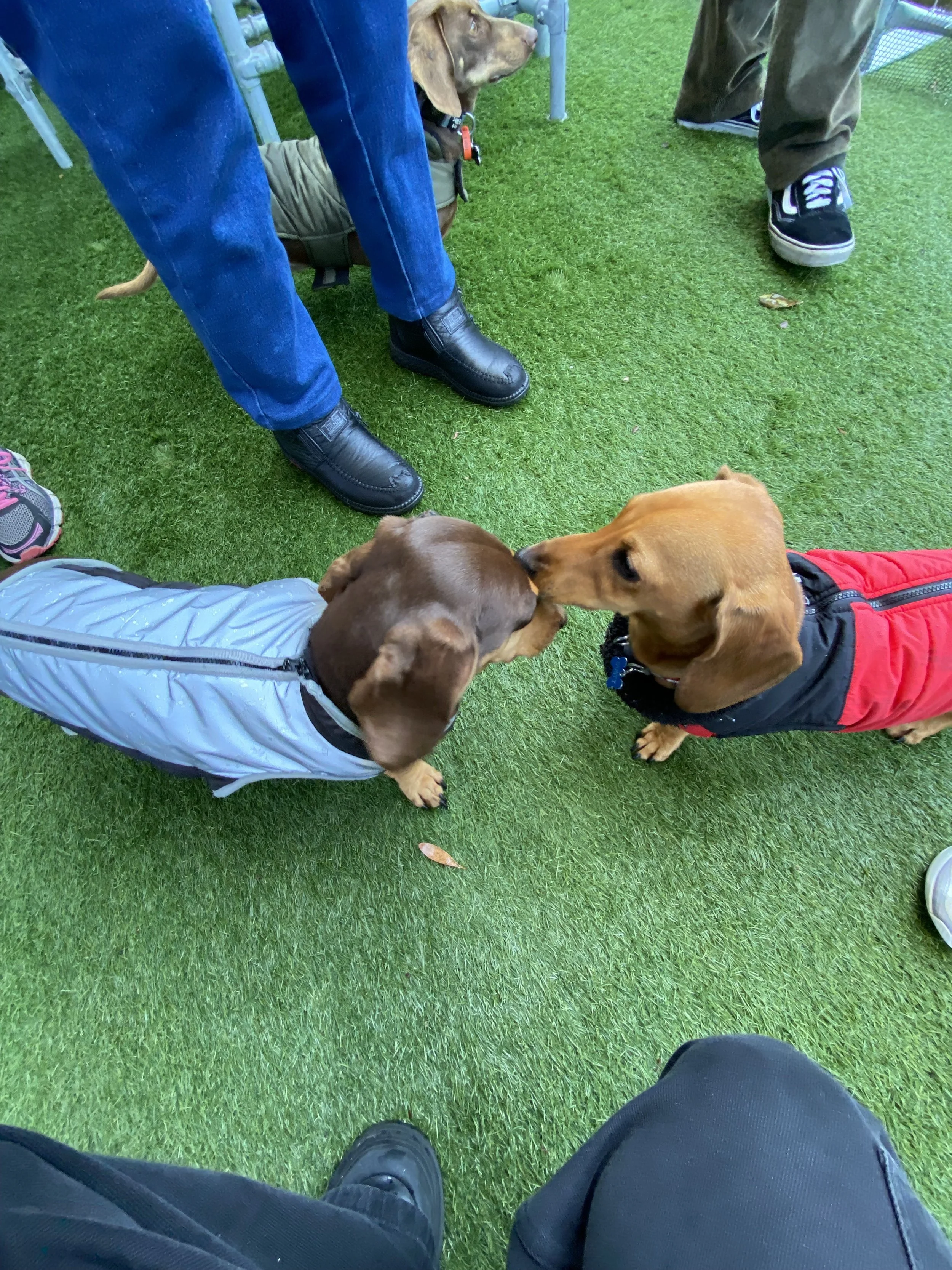 Dachshund playdate