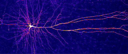 The Secret Language of the Brain