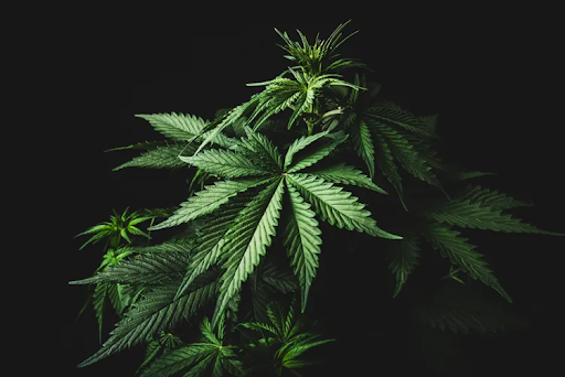 Is Marijuana Bad for You?