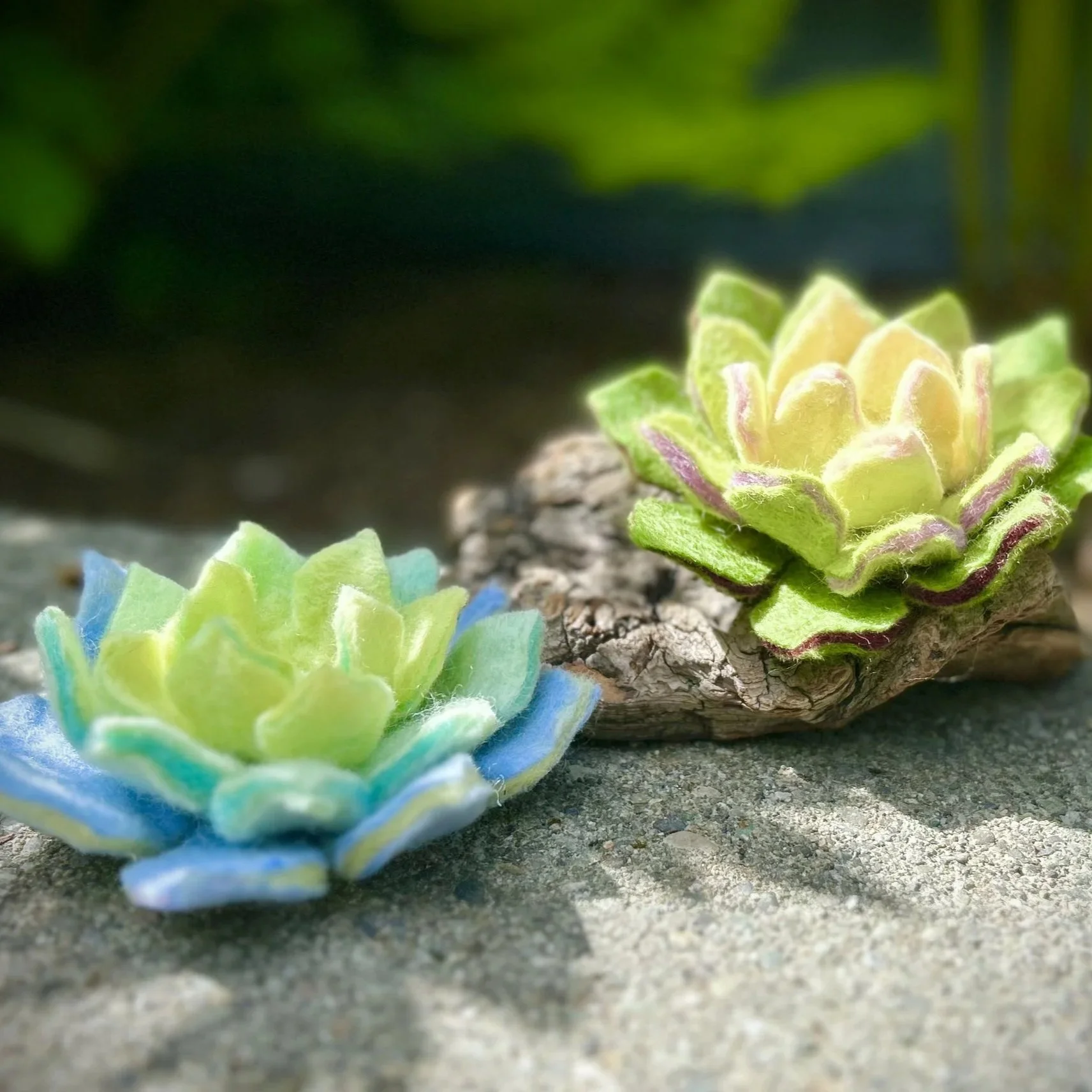 Wet Felted Succulents