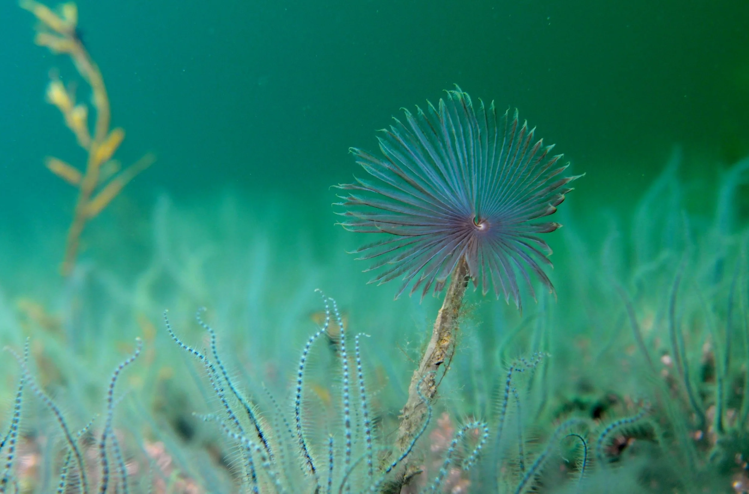 Young people call for urgent action for Scotland’s inshore MPAs