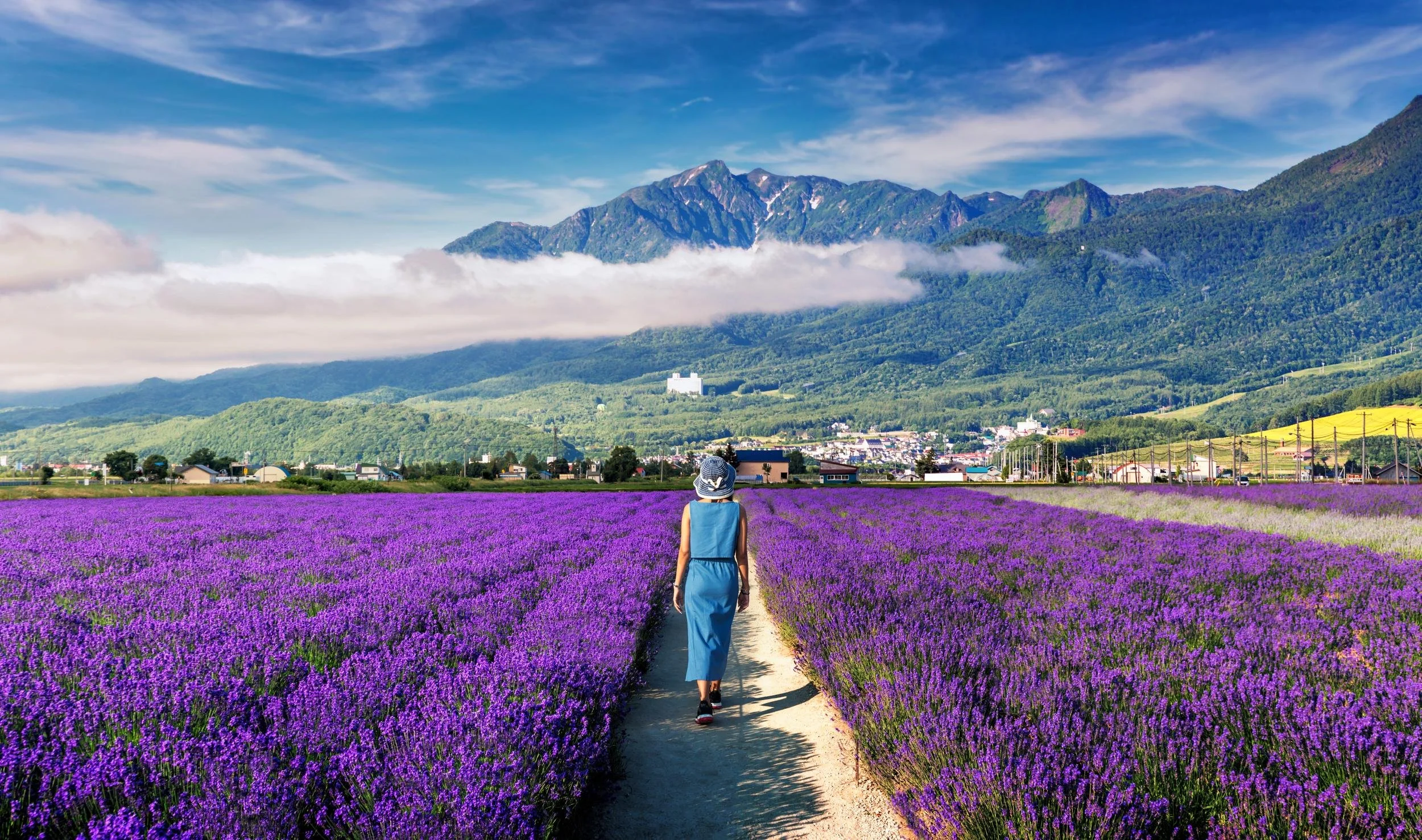 Flower Fields in Furano