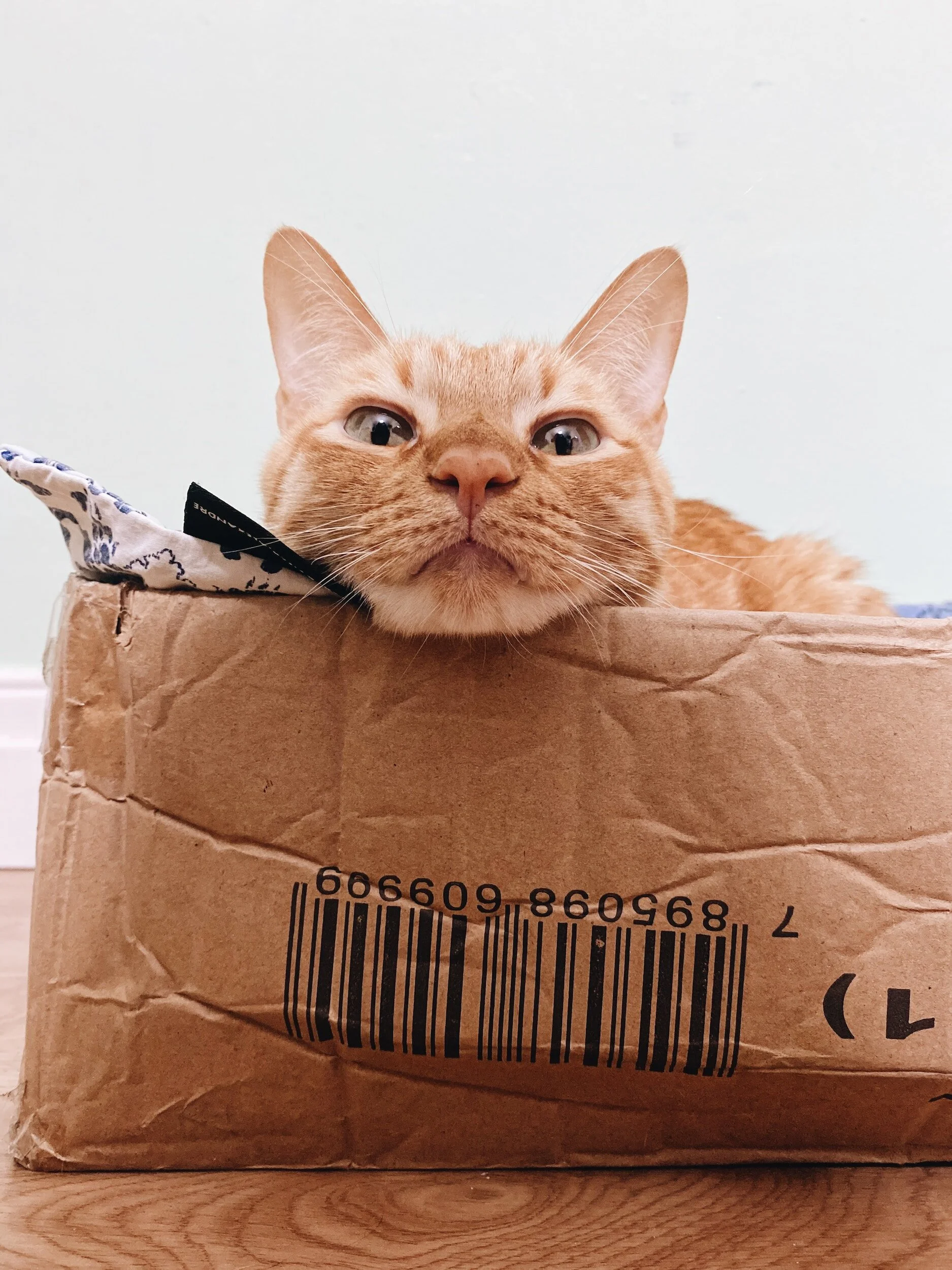 photo of customer cat Bob