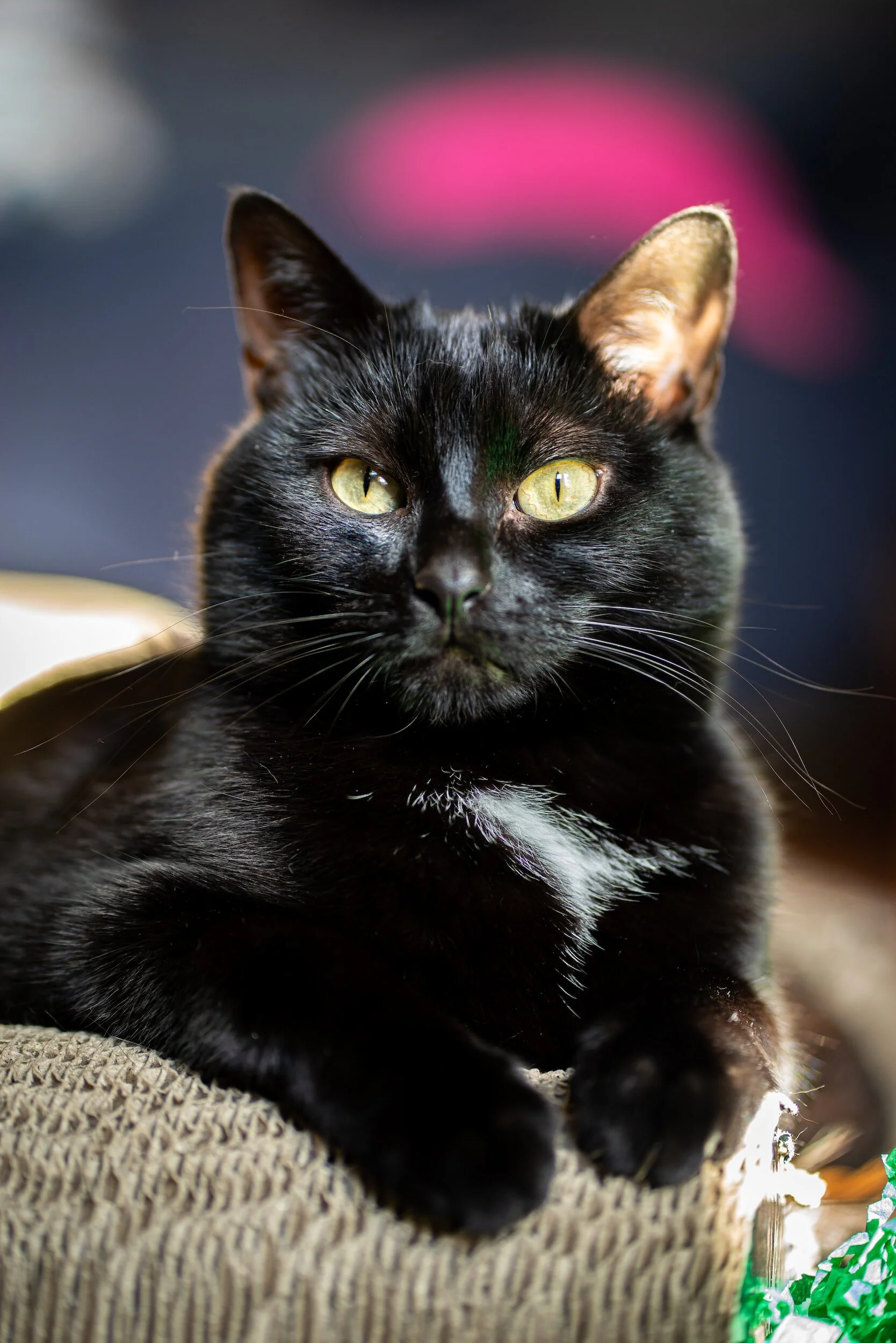 Photo of customer cat, Inky