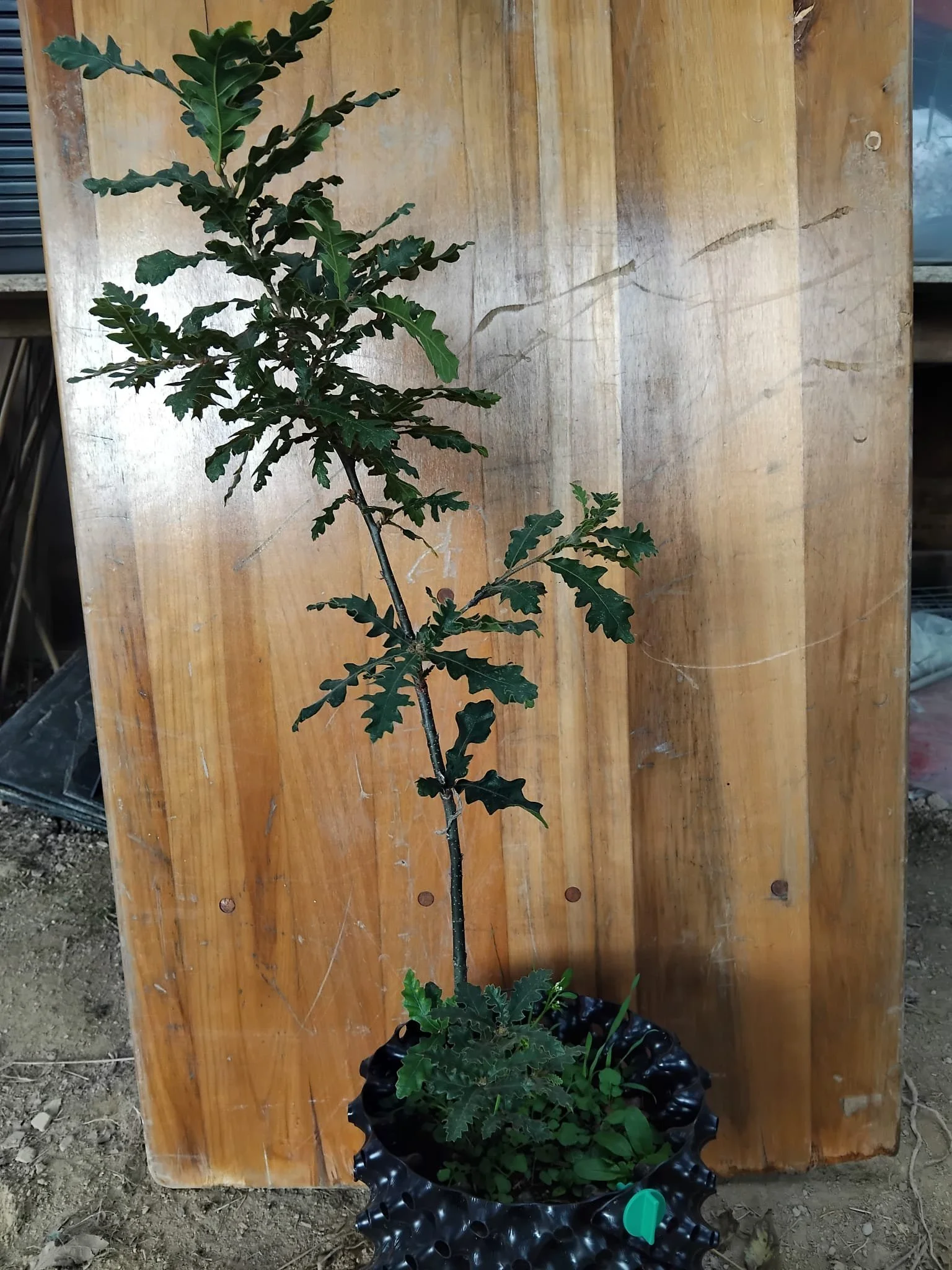 turkey oak.jpeg