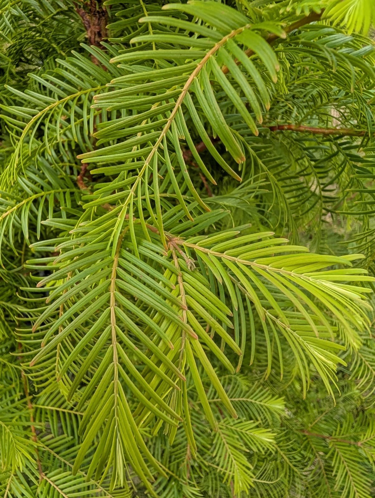 dawn redwood close up 2.jpeg