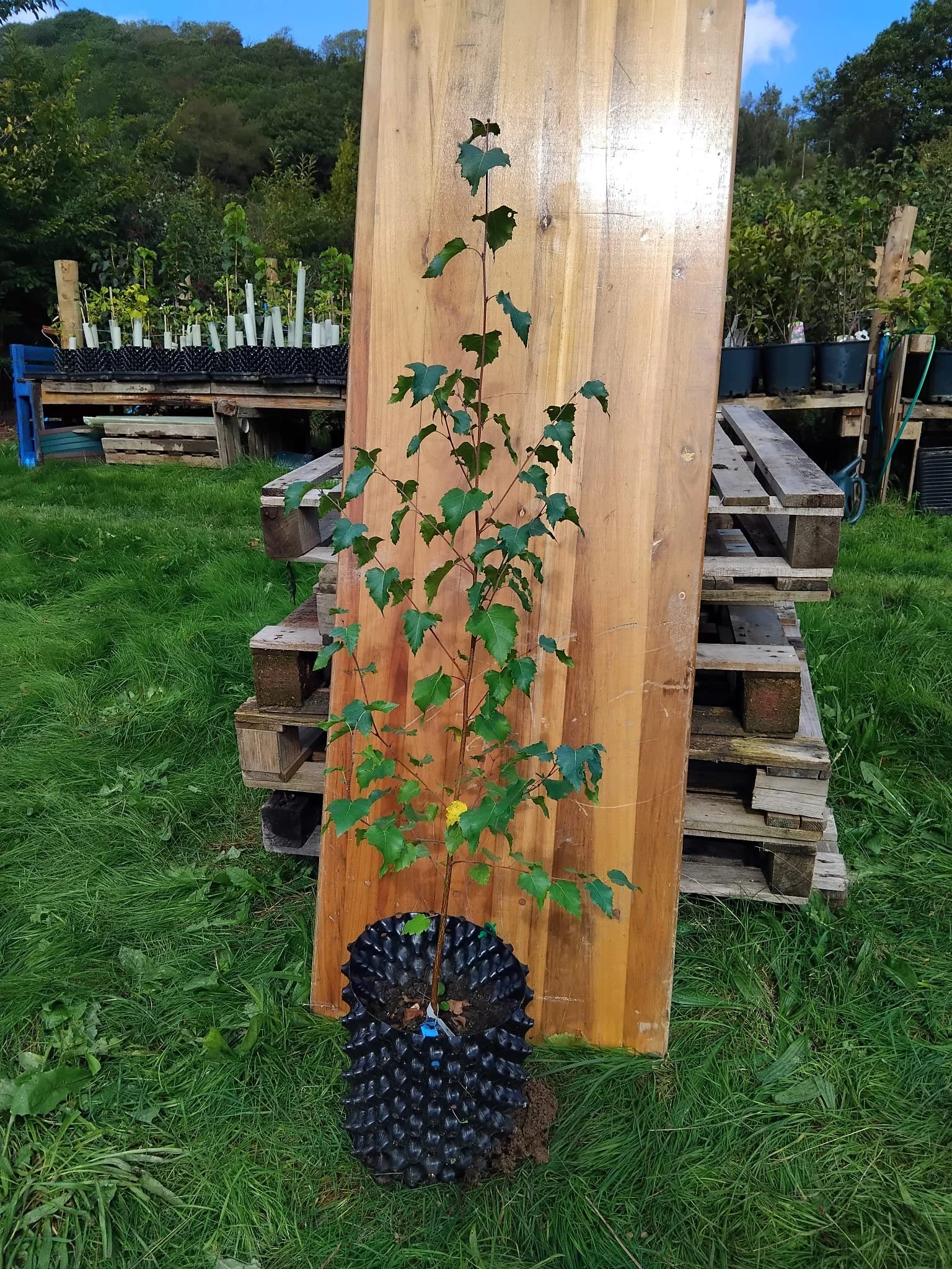 betula pendulu2.jpeg