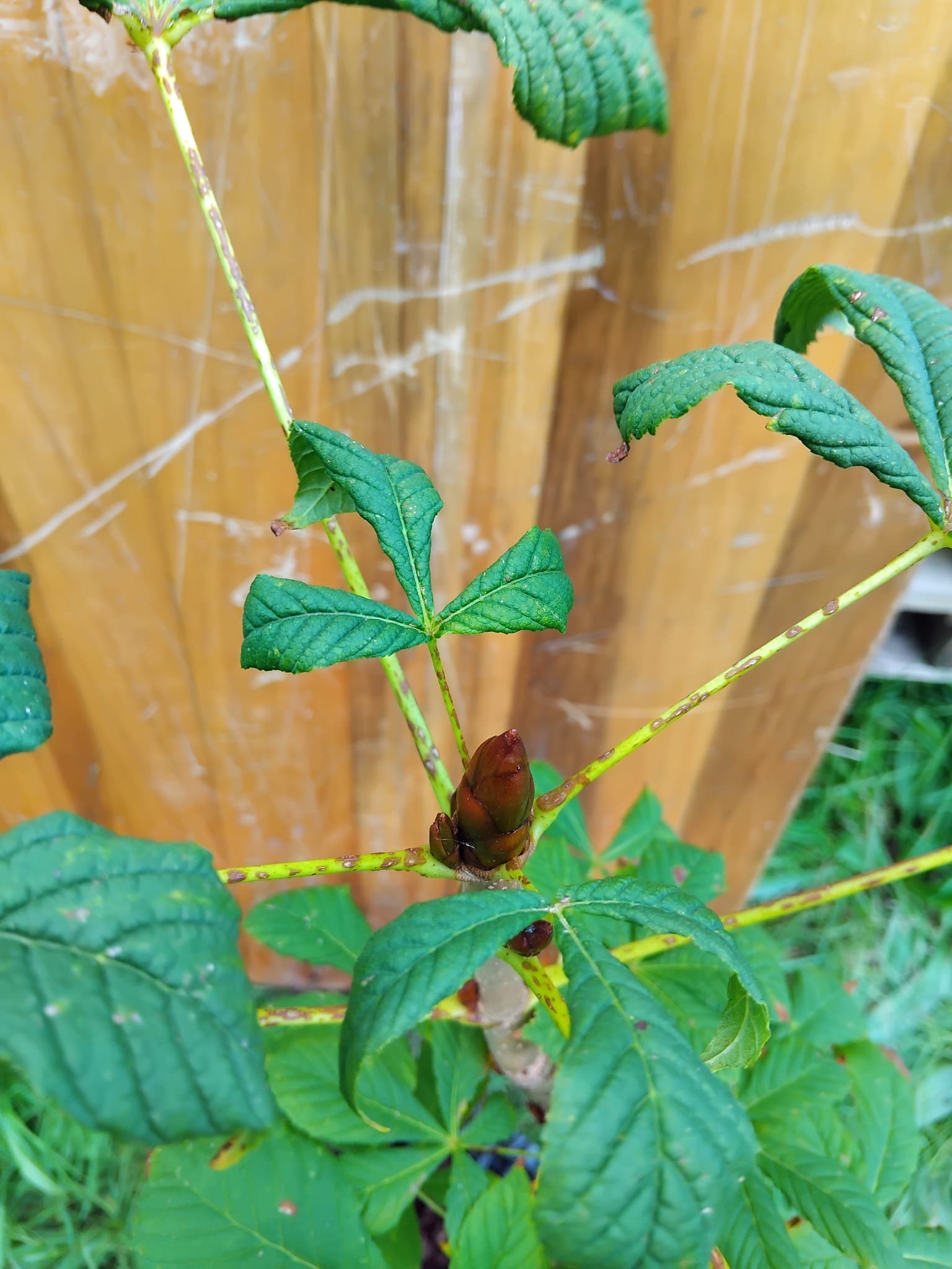 horse chestnut close up.jpeg