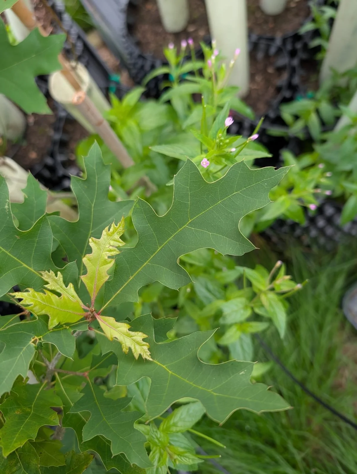 Quercus palustris (Pin Oak)