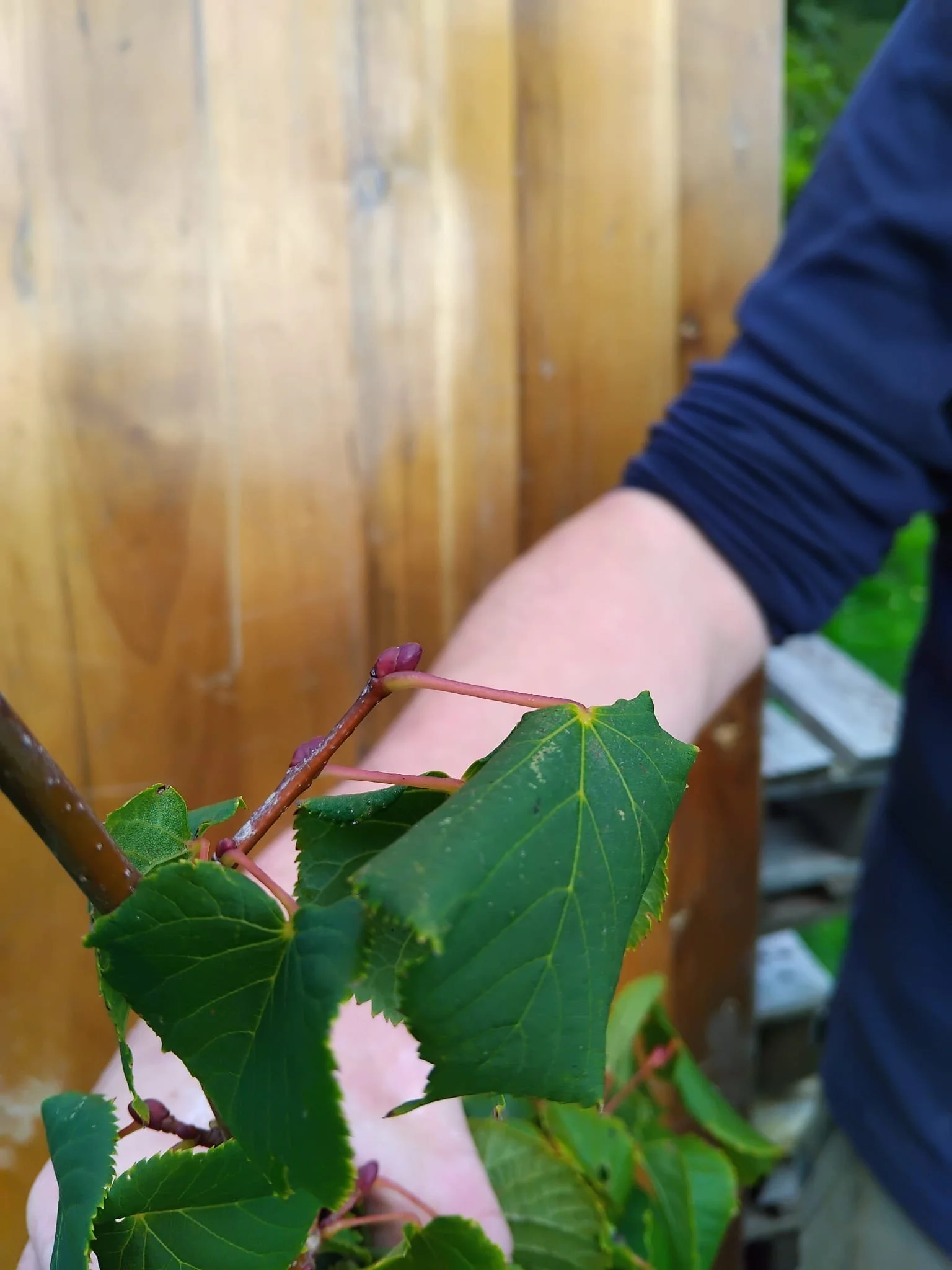 tilia cordata.jpeg